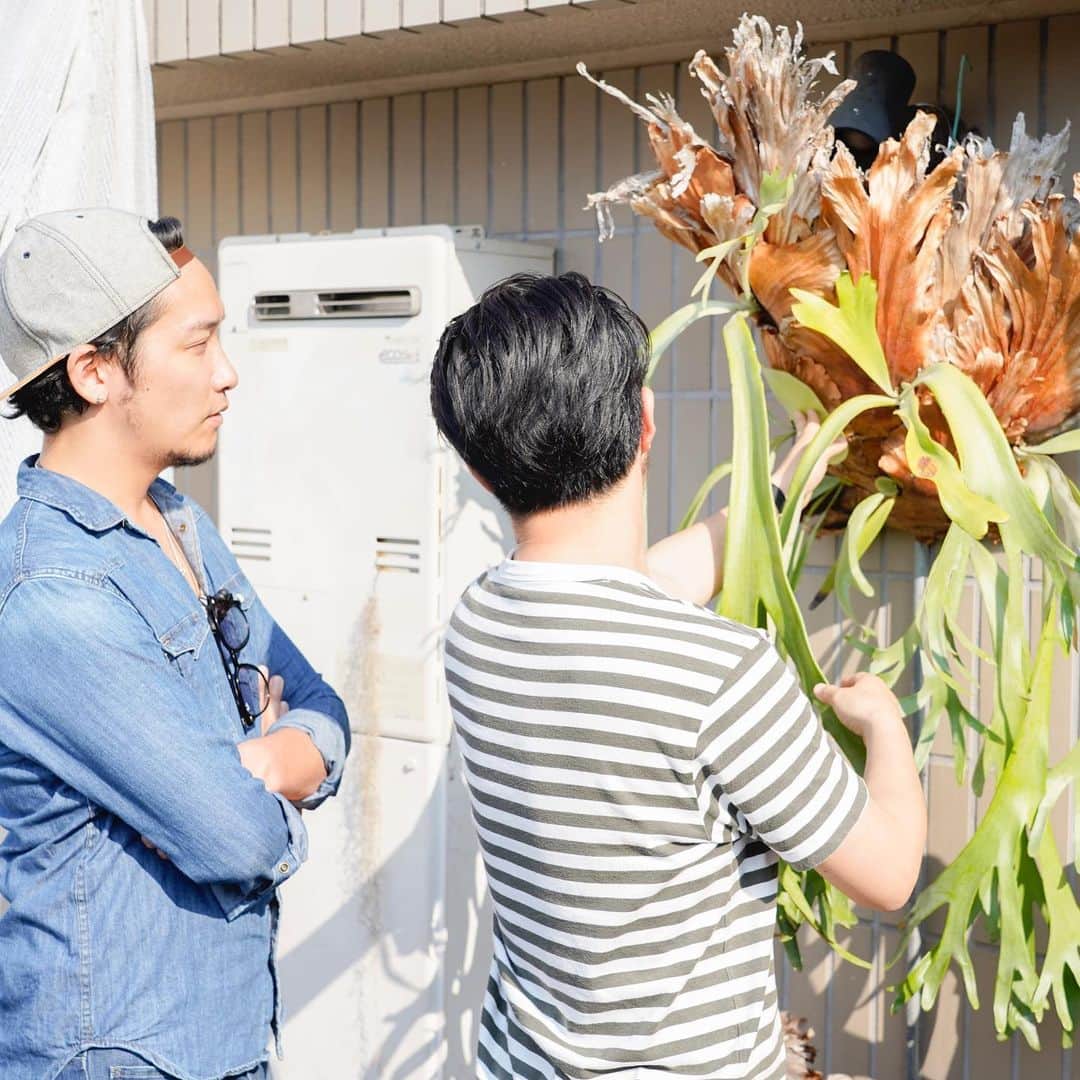 LOVEGREEN -植物と暮らしを豊かに。さんのインスタグラム写真 - (LOVEGREEN -植物と暮らしを豊かに。Instagram)「. . 明日5/17 Fm yokohama 84.7 Brand New! Friday . 朝8:12 Life Style Laboに弊社取締役COO川上が出演します！ . . 園芸 x IT、LOVEGREENやBotapii、MIDOLAS、植物トレンドについてなど、DJ小林大河さんとボタニカルトークします！お楽しみに！ . . #LOVEGREEN #ラブグリ #botapii #ボタピーズ #MIDOLAS #ミドラス #fmyokohama #brandnewfriday #小林大河 #ラジオ #radiko #ビカクシダ #ボタピー」5月16日 20時06分 - lovegreen_official
