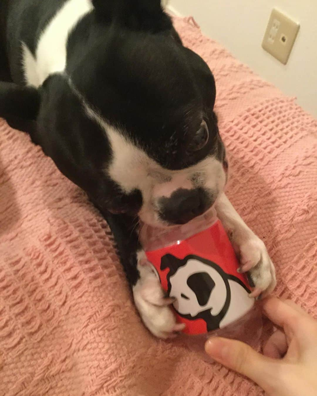 柴田淳さんのインスタグラム写真 - (柴田淳Instagram)「ビクター犬を噛む犬 #bostonterrier」5月16日 20時11分 - shibatajun_official