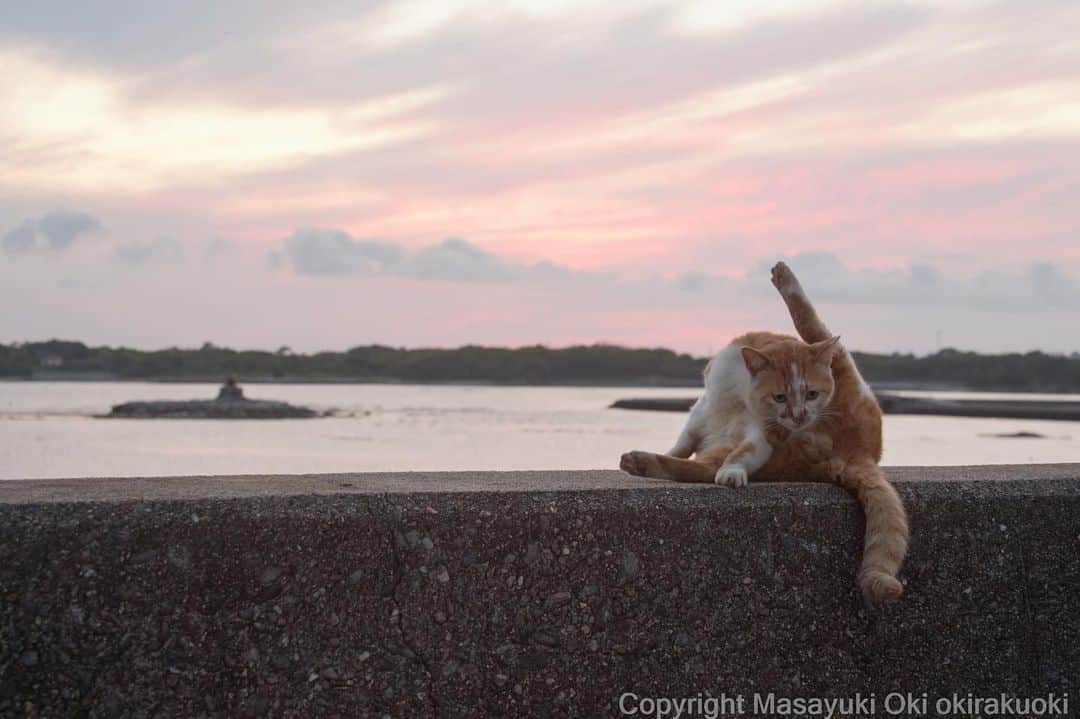 Masayukiさんのインスタグラム写真 - (MasayukiInstagram)「また明日。  #cat #ねこ」5月16日 20時25分 - okirakuoki