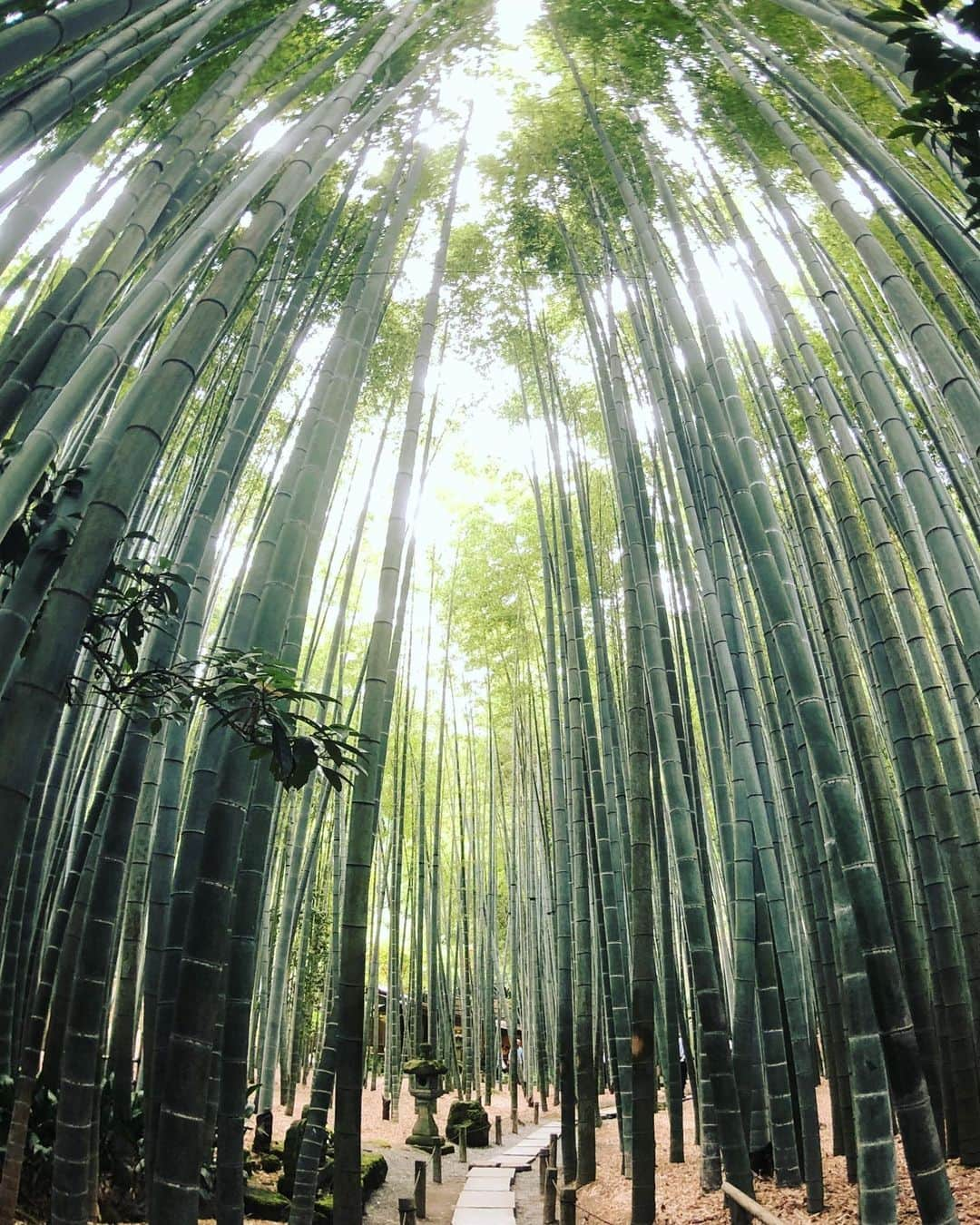 masayaさんのインスタグラム写真 - (masayaInstagram)「Bamboo garden  Hokokuji Temple  鎌倉報国寺  Kamakura in Japan」5月16日 20時53分 - moonlightice