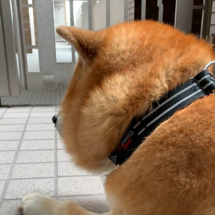 shibainu berryのインスタグラム