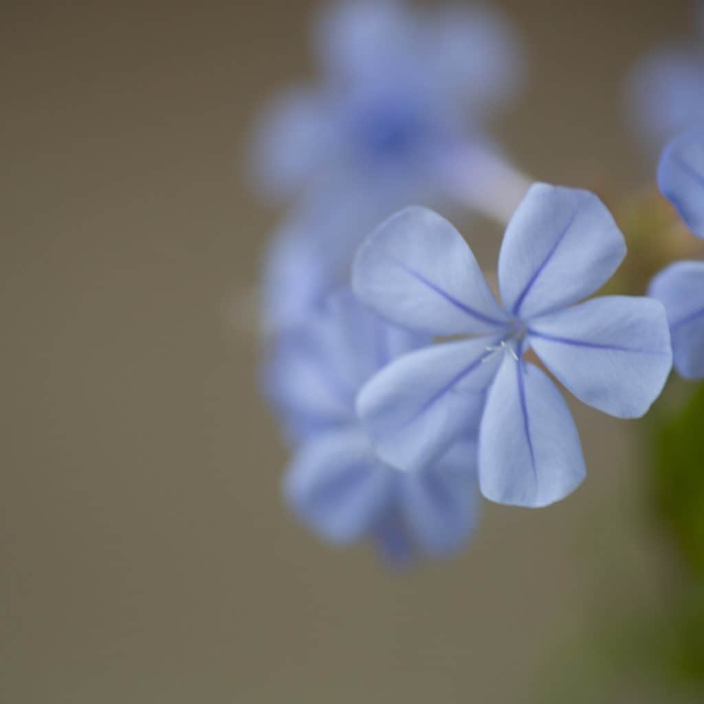 Naomiさんのインスタグラム写真 - (NaomiInstagram)「新居にもルリマツリを植えました。今回も薄いブルー。  #花のある暮らし #庭のある暮らし #canon5dmark3」5月16日 20時55分 - nao1223