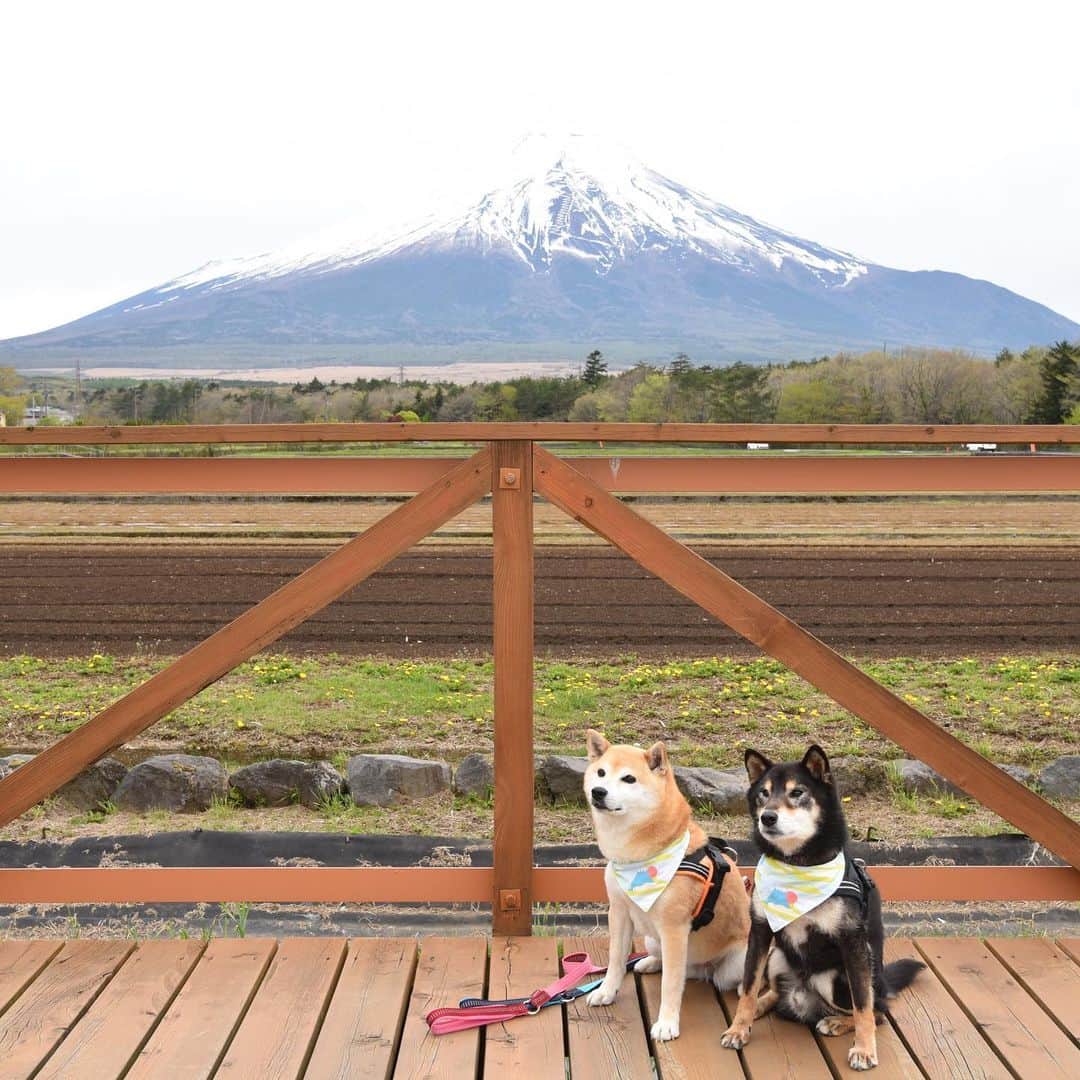 がんちゃんさんのインスタグラム写真 - (がんちゃんInstagram)「#てんタッキー富士山の旅  2019年5月9日 ようやく最終回  最後に立ち寄ったのは「花の都公園」前日早朝にもここに来たんですが、園内にネモフィラが咲いてるのを知らず、無料ゾーンでだけ撮影して入場しませんでした😅  この日は曇り空でしたがネモフィラと富士山とてんタッキーの写真が撮れて大満足😆 せっかくなので鯉のぼりとも共演しました🎏風がなかったけど😅 最後は疲れたタッキーがネモフィラの海に沈んでしまいました😆  長々と綴った富士山の旅2019、完結❗️お付き合い頂きありがとうございました🙏」5月16日 21時10分 - kota2ann