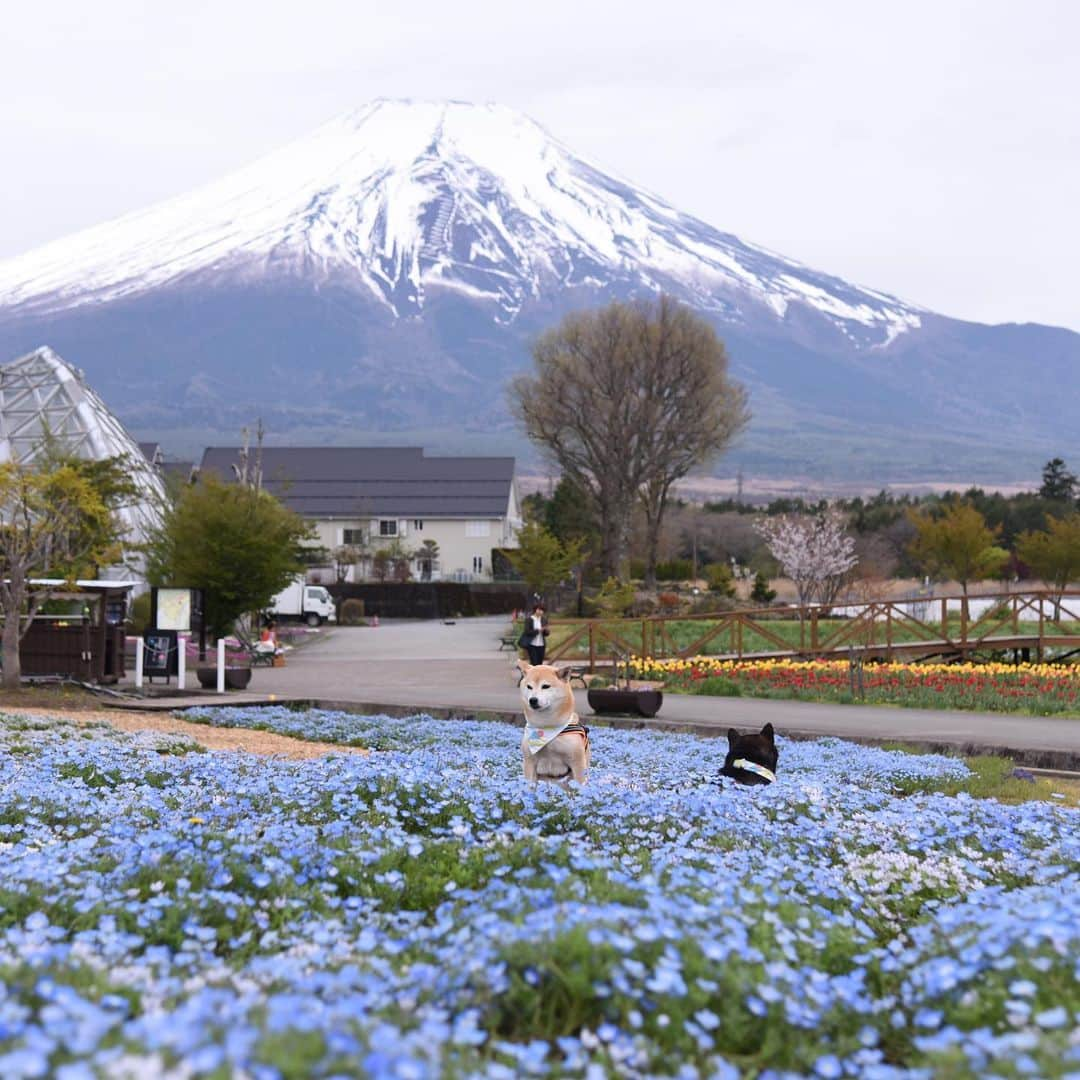 がんちゃんさんのインスタグラム写真 - (がんちゃんInstagram)「#てんタッキー富士山の旅  2019年5月9日 ようやく最終回  最後に立ち寄ったのは「花の都公園」前日早朝にもここに来たんですが、園内にネモフィラが咲いてるのを知らず、無料ゾーンでだけ撮影して入場しませんでした😅  この日は曇り空でしたがネモフィラと富士山とてんタッキーの写真が撮れて大満足😆 せっかくなので鯉のぼりとも共演しました🎏風がなかったけど😅 最後は疲れたタッキーがネモフィラの海に沈んでしまいました😆  長々と綴った富士山の旅2019、完結❗️お付き合い頂きありがとうございました🙏」5月16日 21時10分 - kota2ann