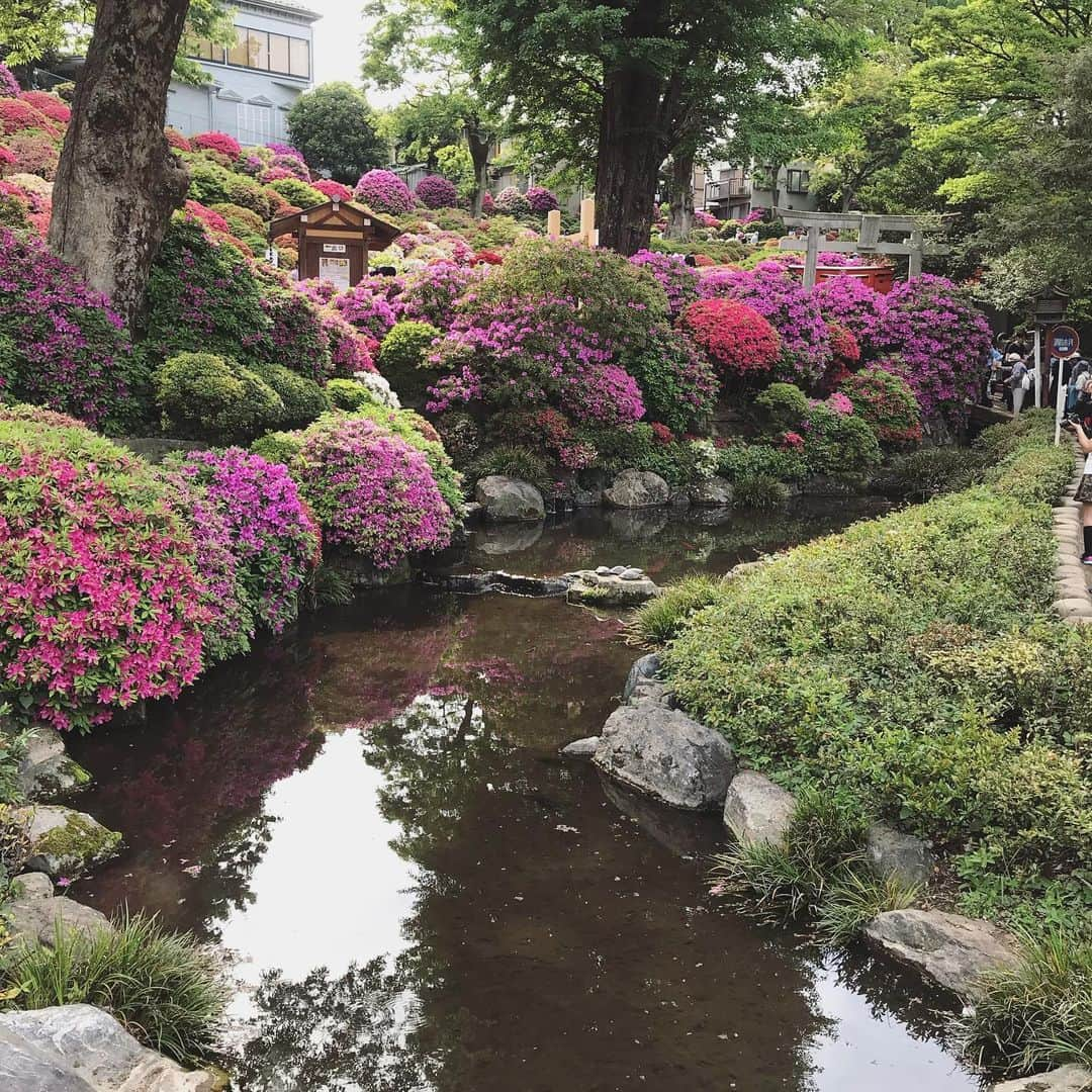 諸塚香奈実さんのインスタグラム写真 - (諸塚香奈実Instagram)「. 根津神社のつつじ綺麗でした #つつじ祭り  #根津神社 #GW #の出来事」5月16日 21時14分 - moro_ciao