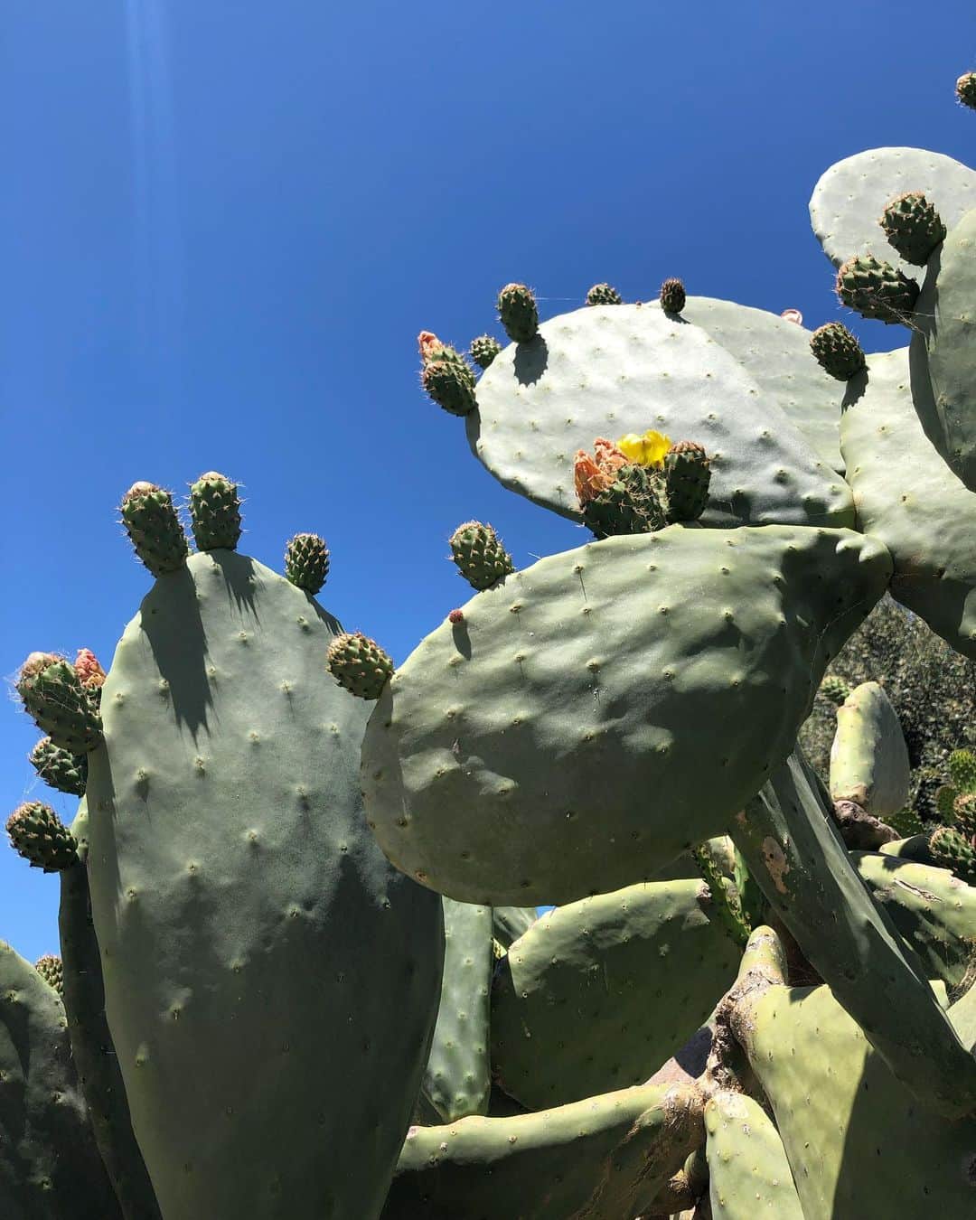 松島エミのインスタグラム：「#Mallorca #holiday #cactus #sun #life」