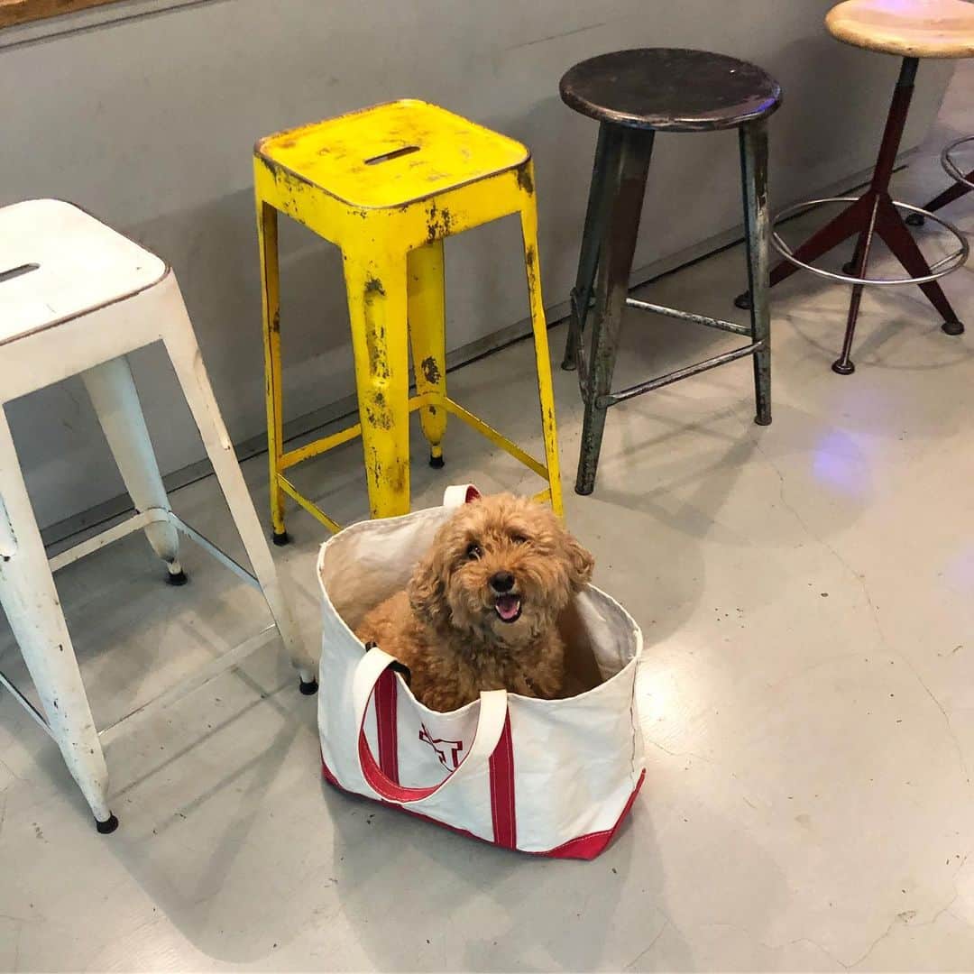 のインスタグラム：「番長♡ 動物がいると、心配事はつきもの。 一番キツかったのは先代犬ラブラドールレトリバーの モリラのガン治療。 そしてお別れのとき。 お別れのとき、私はパリで会えなかった…。 今でも忘れない、仕事にならない、辛かった。  モリラが天国に逝ってすぐ、 モリラの「も」グレゴリーの「ぐ」ゆららの「ら」 あわせて「もぐら」が我が家に仲間入りしました。  やんちゃな赤ちゃんだったもぐらももうすぐ11歳。 今日はそのもぐら番長の検査の日。 心臓に雑音が聞こえて、犬の心臓の専門医に診てもらいました。 覚悟していた心臓の弁の病気であることには間違いなかったけど、加齢からくるもので幸い重大ではなかった。 小さな車が買えるほど高額な大手術も必要なかった。 ふぅ… 今までどおり楽しんでください！と言われました。  私達よりも遥かに短い命、お別れという現実もある。 もう可哀想だから…と思っていても、またふと新しい出会いが訪れることもある。 ハラハラドキドキはもうイヤだけど、楽しいことも辛いことも、それ以上に動物から教えてもらうこと、気づかされること、すべて学びだらけ。 ありがとうしかない♡  まず、とーちゃんのとこに知らせにきました。 原始人、反応うすっ」