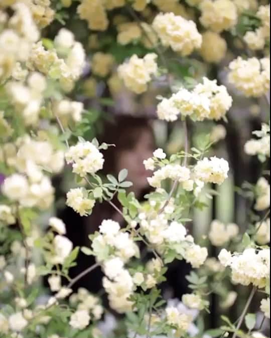 菜々香のインスタグラム：「🌼 Video by @kakeru_styles  すっごい可愛いお花を見つけた日。 でも虫が怖くて ぴーぴー言いながら お花達の中に入らせていただきました。笑 #flowers#loveit#videographer #flower#movie#mood#moody#ootd#instagram#instagood#singer#funday#instananaka#nanaka#菜々香」