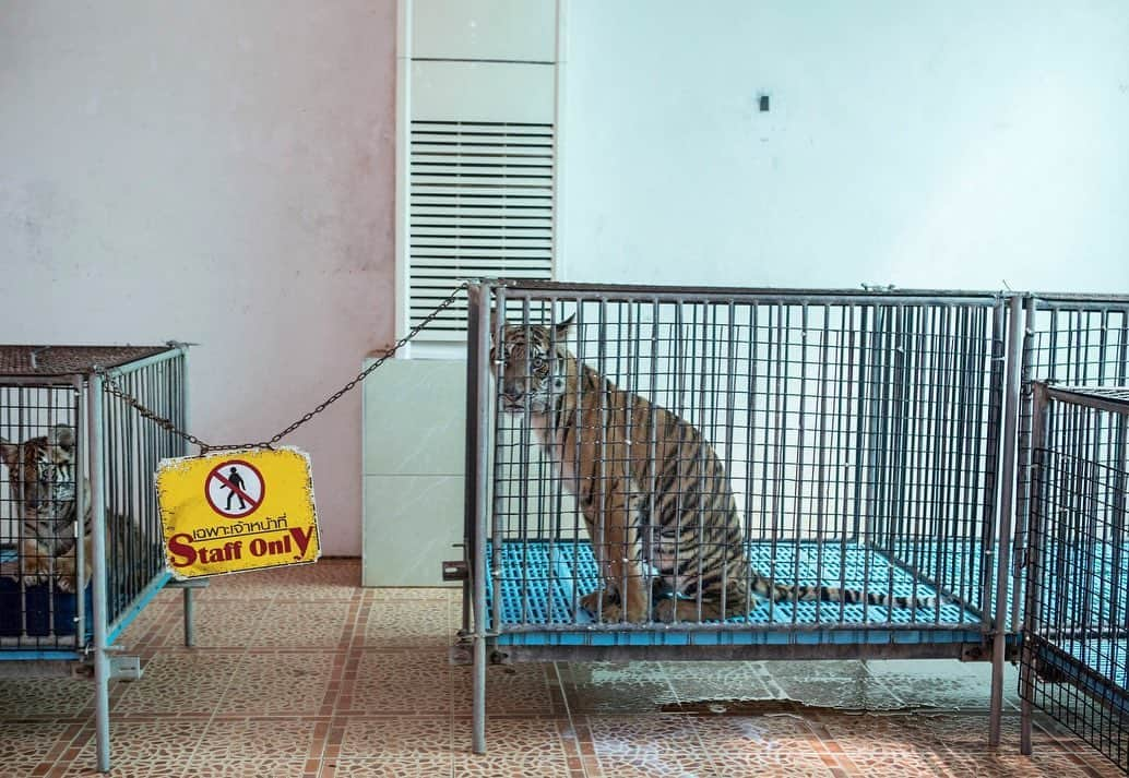 ナショナルジオグラフィックさんのインスタグラム写真 - (ナショナルジオグラフィックInstagram)「Photos by Kirsten Luce @kirstenluce | At Sriracha Tiger Zoo, in Chon Buri, Thailand, tigers are kept in small cages and taken out for photo ops. Captive tigers are speed bred and taken from their mothers at birth to ensure that there are always new, adorable cubs for visitors to handle.  Often, larger tigers are declawed and/or drugged in order to make it safe for them to pose with the steady stream of tourists who want photos with them.  For the June 2019 issue of National Geographic, writer @natashaldaly and I traveled the world to learn about wildlife tourism and the suffering that goes on behind the scenes. Our intention is not to shame tourists who have had these encounters but to arm our readers with information that will help them identify potentially abusive situations for animals.  To learn more, read our story at natgeo.com/wildlifetourism and follow @world_animal_protection which works to raise awareness and help animals in the tourism industry.」5月16日 21時54分 - natgeo