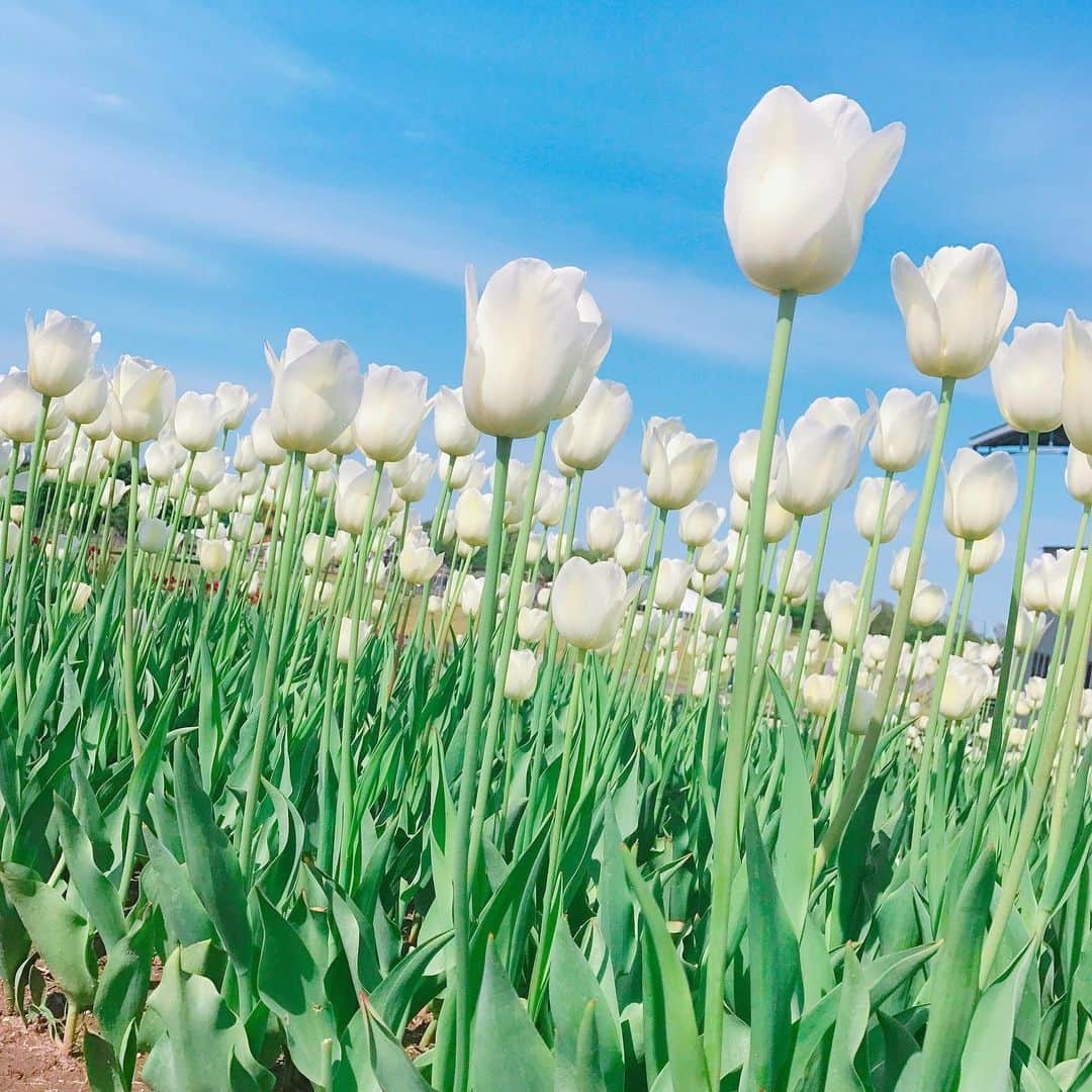 高橋遥さんのインスタグラム写真 - (高橋遥Instagram)「*﻿﻿﻿﻿﻿﻿﻿﻿﻿﻿﻿ この前のお休みは、﻿ おばあちゃんとお出かけ＊﻿ ﻿ 国営越後丘陵公園のチューリップ﻿ ぎりぎり間に合いました\(◡̈)/﻿ いろんなチューリップが咲いていて﻿ きれいでした🌷﻿ ﻿ 6月からのバラ園も楽しみ＊﻿ ﻿ おばあちゃんが写真嫌いで﻿ いつも後ろ姿か遠いの、、﻿ ﻿﻿﻿﻿﻿﻿ #チューリップ #新潟 #長岡 ﻿ #国営越後丘陵公園﻿ #おばあちゃん #休日」5月16日 22時13分 - haruka.takahashi.33