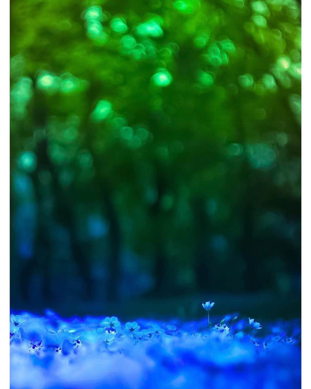 メグのん♡ A k i k oのインスタグラム：「♡The light through the leaves is a glow of the gem . . . 碧い森 . . . ♡」