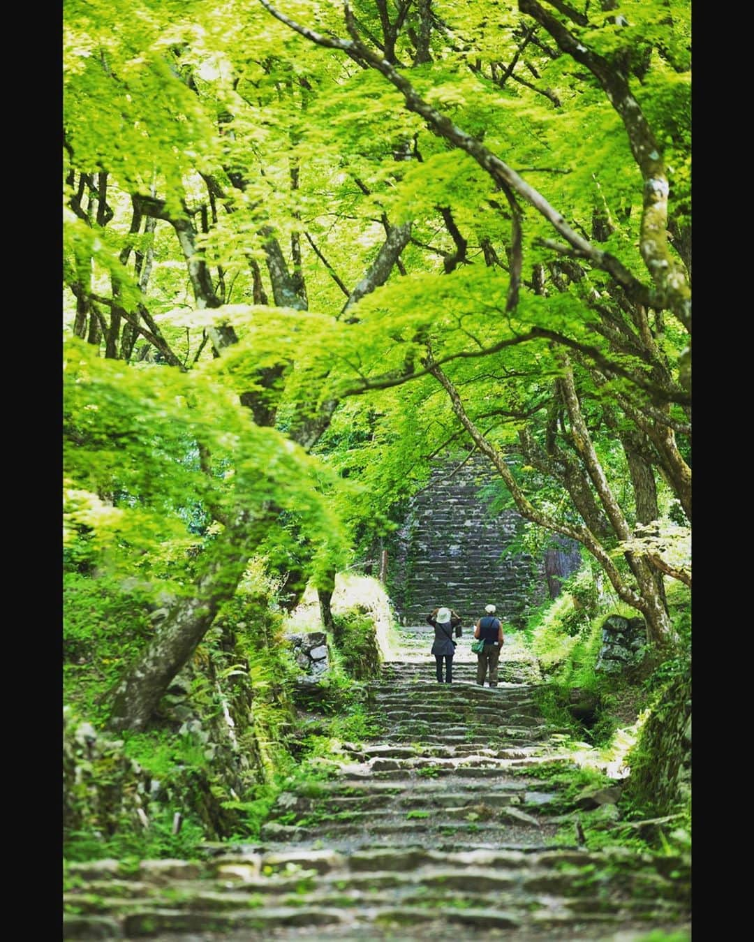 滋賀県長浜市さんのインスタグラム写真 - (滋賀県長浜市Instagram)「新緑のトンネル🌿✨ 目に染みるような瑞々しい緑の中を、仲睦まじく歩いていたご夫婦☺️ 紅葉の時には、観光客でごった返すこの場所も、遠くにいるお二人の語らいが聞こえそうなくらい、空気も音も澄みきってました♫  date 2019.5.12 location 鶏足寺  #滋賀写真部 #長浜ちょぴっく #みんなのちょぴっく #長浜市 #新緑 #japan #hellojapansea #名所 #写真好き #カメラ好き #初夏 #さわやか #夫婦 #couple #滋賀県 #風景写真 #landscapephotography #photographer #望遠レンズ  #japanesetraditional #日本 #紅葉スポット #nagahama #instagreen」5月16日 22時25分 - nagahama_city