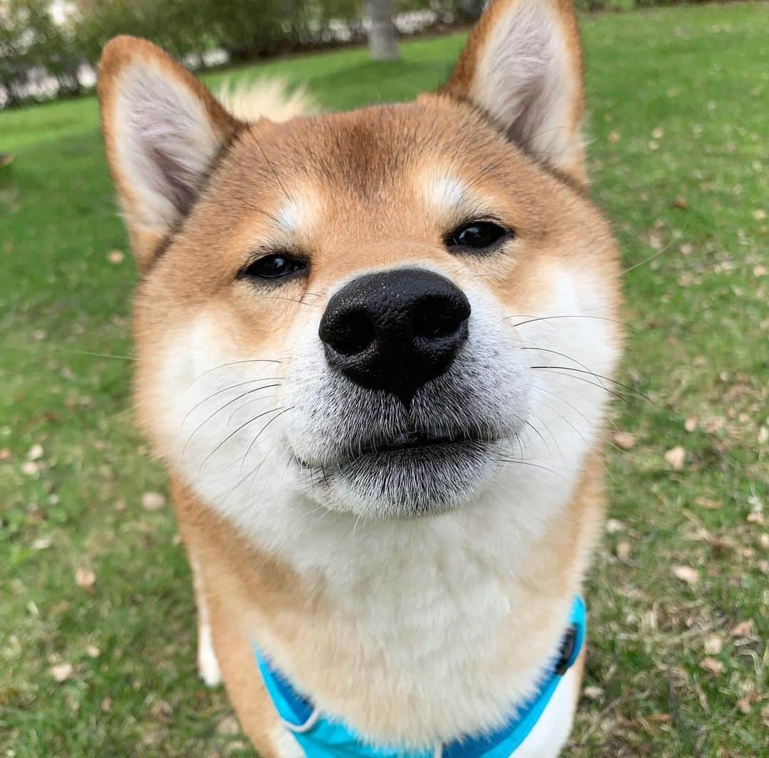 ?Fricko the Shiba Inu?のインスタグラム：「Henlo hooman 🐾 🐾 🐾 #Fricko #🐶 #☀️ #shiba #shibainu #dog #柴犬 #赤柴  #adorable #shibalovers #shibaholics  #dogoftheday  #weeklyfluff #aww #dogstagram  #dogscorner #puppiesofinstagram #shibapuppy」