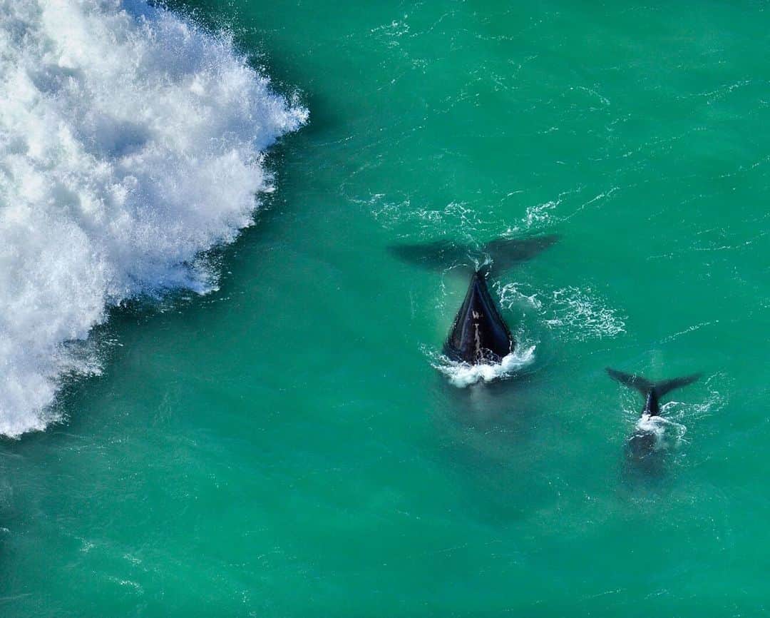 のインスタグラム：「Soon (in July) Southern right whales will arrive along the South African coast to give birth to their calves. The De Hoop marine reserve in the #westerncape is the most important southern right whale sanctuary in Africa. Up to 350 whales frequent this protected area at any one time. Aerial image shot #onassignment for @natgeo magazine. Unpublished photograph from ‘Cross Currents’ a feature story about southern Africa's marine reserves. #southafrica #dehoopnaturereserve #whales #waves #air」