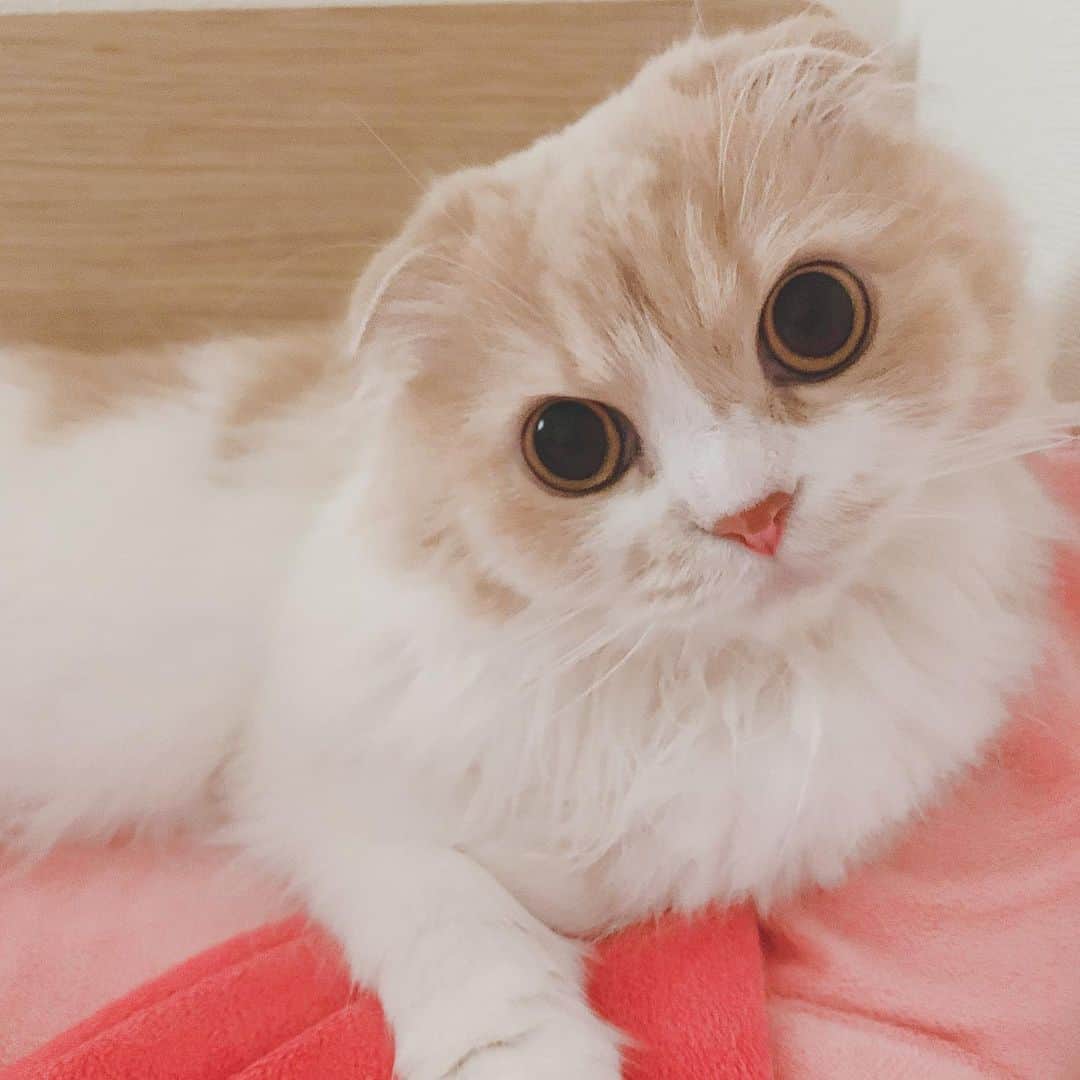 のんたのインスタグラム：「ぼーちゃんも元気です！ご心配ありがとうございます😊 ごはんもよく食べてます。 まだ少しさみしい思いをしてるかもしれないので、私とぼーちゃんだけの時間を作り、ぴったりくっついて過ごすようにしています。ぱんちゃんとも仲良くなってきました！ ・ #scottishfold #catstagram_japan #catsofinstagram #cats_of_instagram #catoftheday #purr #bestmeow #catlover #cutecat #kittensofinstagram #cute #スコティッシュフォールド#スコティッシュフォールドロングヘア#スコティッシュフォールド折れ耳」