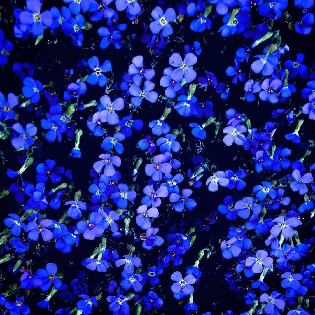 江田由紀浩さんのインスタグラム写真 - (江田由紀浩Instagram)「花が青い。 #花 #青い」5月16日 22時55分 - eda_yukihiro