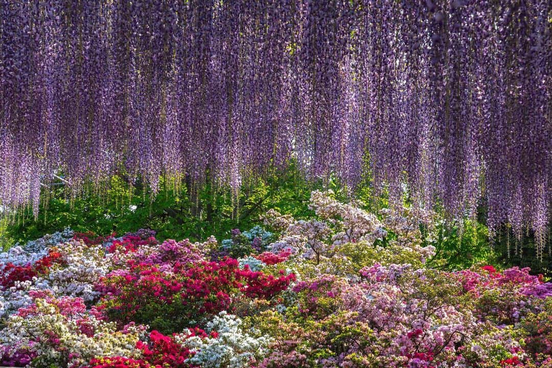 のインスタグラム：「【Follow us! @thegate_japan】 THE GATE is a website for all journeys in Japan. Follow @thegate_japan for japan travel inspiration! . Ashikaga Flower Park(#あしかがフラワーパーク), located in Ashikaga, Tochigi, is a flower wonderland especially famous for its wisteria flowers💐💐✨ . The park measures 94,000㎡, and has different flowers blossoming throughout all four seasons. . Throughout autumn and winter, the park hosts a spectacular illumination event. In fact, the illumination at Ashikaga Flower Park is considered one of the “Three Kanto Region Illuminations”. . With the completion of Ashikaga Flower Park Station in 2018, the accessing the park is now easier than ever. . Check more information about Japan. →@thegate_japan . #Japan #thegate_japan #tochigi #ashikaga  #travel #exploring #thegate #thegate_spring #visitjapan #sightseeing #ilovejapan #triptojapan #beautifulflowers #flowers #gardens #nature #beautifulnature #spring #ashikagaflowerpark #flowerpark」