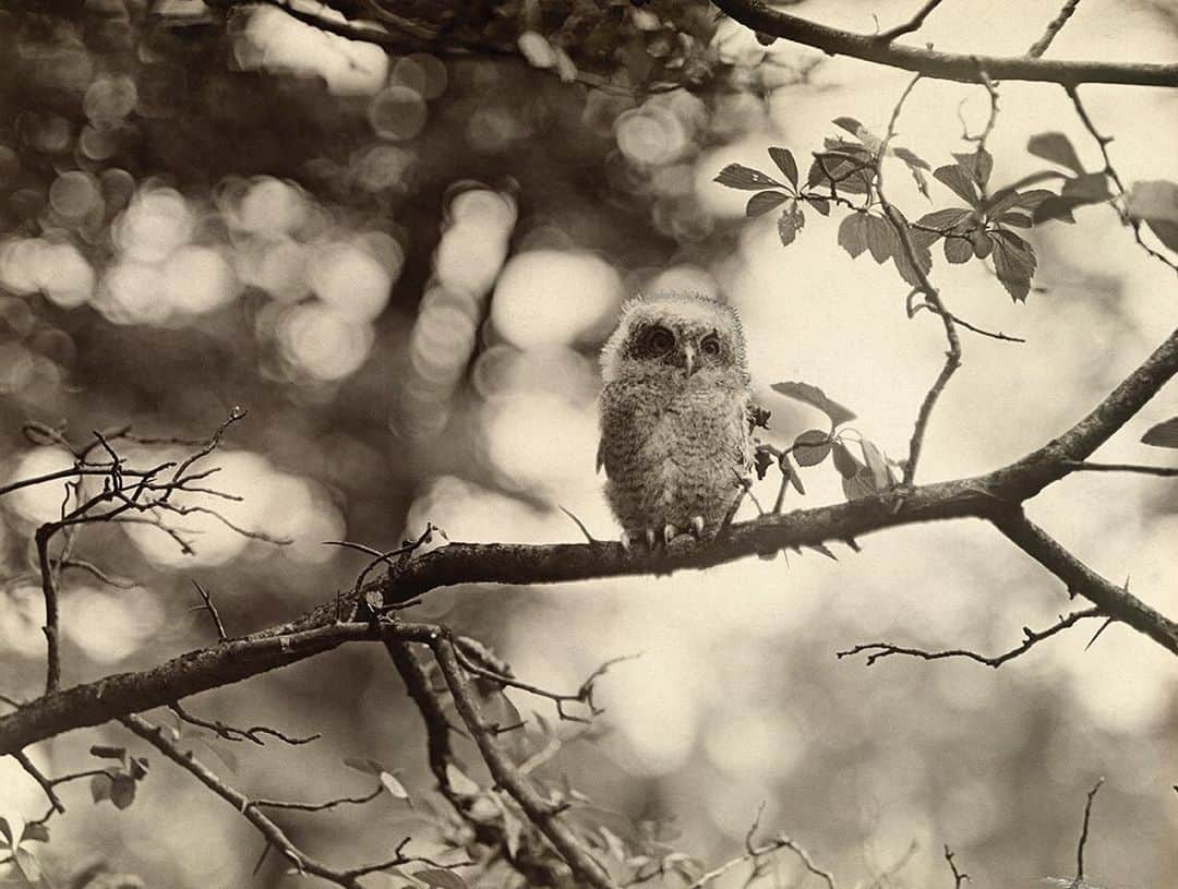 のインスタグラム：「Photo by J. R. Daniels | A small owl sits on a branch within Indiana Dunes National Park, Indiana. This image was originally published in the May 1919 magazine. #ThrowBackThursday #Vintage #Owl」