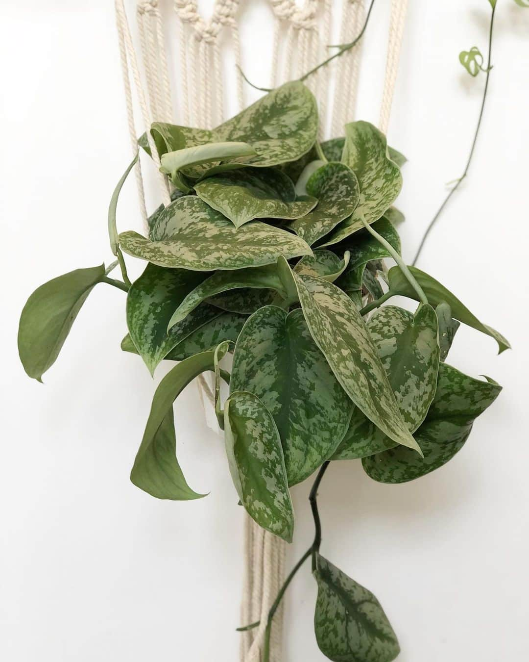 The Louunさんのインスタグラム写真 - (The LouunInstagram)「Beautiful #satinpothos #hangingplants Shop now: www.benefitplants.com」5月16日 23時03分 - shoplouun