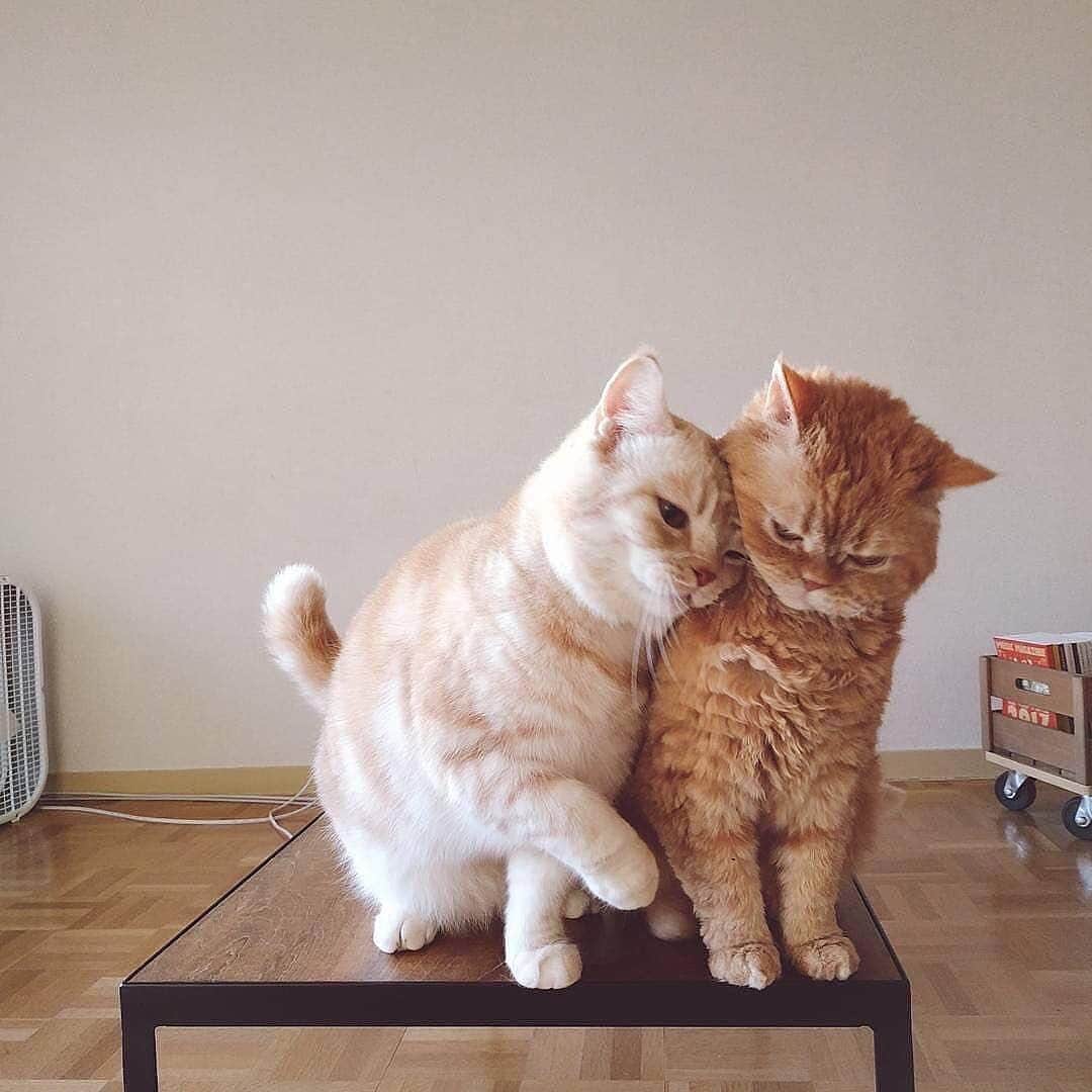 Cute Pets Dogs Catsさんのインスタグラム写真 - (Cute Pets Dogs CatsInstagram)「From: @muffin_the_munchkin 📩 Submit your cat’s photo to our contest email to be featured! ❤️ . . . #chat #neko #gato #gatto #meow #kawaii #nature #pet #animal #instacat #instapet #mycat #catlover #meow #kittycat #catinstagram #catsclub #cats_of_instagram #kitty #ilovemycat #caturday #catsofig #thedailykitten #bestmeow #excellent_cats」5月16日 23時03分 - dailycatclub