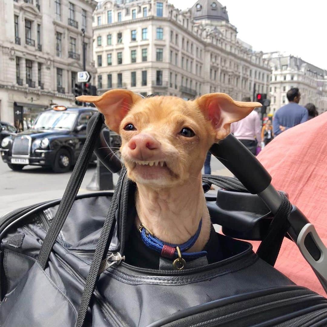 Tuna {breed:chiweenie} さんのインスタグラム写真 - (Tuna {breed:chiweenie} Instagram)「Today he was feeling extra lazy, so we pushed him in his bag, attached to Grace’s stroller, down Regent Street 😂 See stories」5月16日 23時10分 - tunameltsmyheart