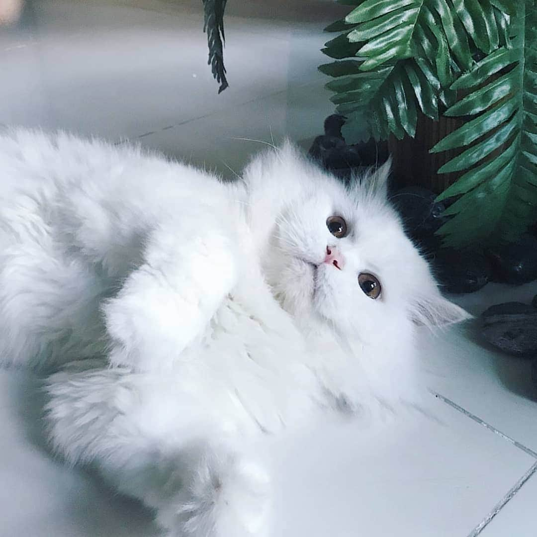 CatStockerさんのインスタグラム写真 - (CatStockerInstagram)「Hello! #catstocker is here!  Follow our FURRriend @iamcaptainbulus  Scroll right for more pictures 👉 . . . . .  #cat #neko #mačka #chat #kočka #котка #kotek #kot #кіт #mače #кошка #кот #katze #gato #gatto #kissa #子猫 #猫 #고양이 #貓 #kedi #köttur #kissanpentu #חתול #кішка #kittens #小猫 #kätzchen #котята」5月16日 23時21分 - catstocker