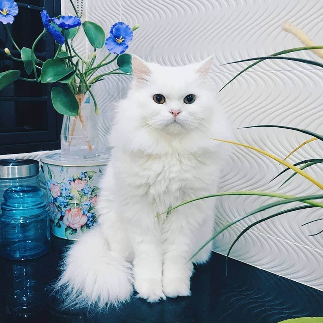 CatStockerさんのインスタグラム写真 - (CatStockerInstagram)「Hello! #catstocker is here!  Follow our FURRriend @iamcaptainbulus  Scroll right for more pictures 👉 . . . . .  #cat #neko #mačka #chat #kočka #котка #kotek #kot #кіт #mače #кошка #кот #katze #gato #gatto #kissa #子猫 #猫 #고양이 #貓 #kedi #köttur #kissanpentu #חתול #кішка #kittens #小猫 #kätzchen #котята」5月16日 23時21分 - catstocker