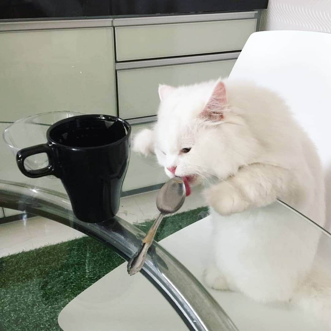 CatStockerさんのインスタグラム写真 - (CatStockerInstagram)「Hello! #catstocker is here!  Follow our FURRriend @iamcaptainbulus  Scroll right for more pictures 👉 . . . . .  #cat #neko #mačka #chat #kočka #котка #kotek #kot #кіт #mače #кошка #кот #katze #gato #gatto #kissa #子猫 #猫 #고양이 #貓 #kedi #köttur #kissanpentu #חתול #кішка #kittens #小猫 #kätzchen #котята」5月16日 23時21分 - catstocker