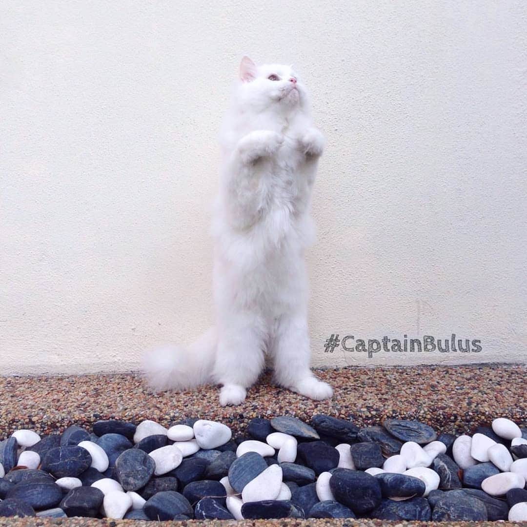 CatStockerのインスタグラム：「Hello! #catstocker is here!  Follow our FURRriend @iamcaptainbulus  Scroll right for more pictures 👉 . . . . .  #cat #neko #mačka #chat #kočka #котка #kotek #kot #кіт #mače #кошка #кот #katze #gato #gatto #kissa #子猫 #猫 #고양이 #貓 #kedi #köttur #kissanpentu #חתול #кішка #kittens #小猫 #kätzchen #котята」