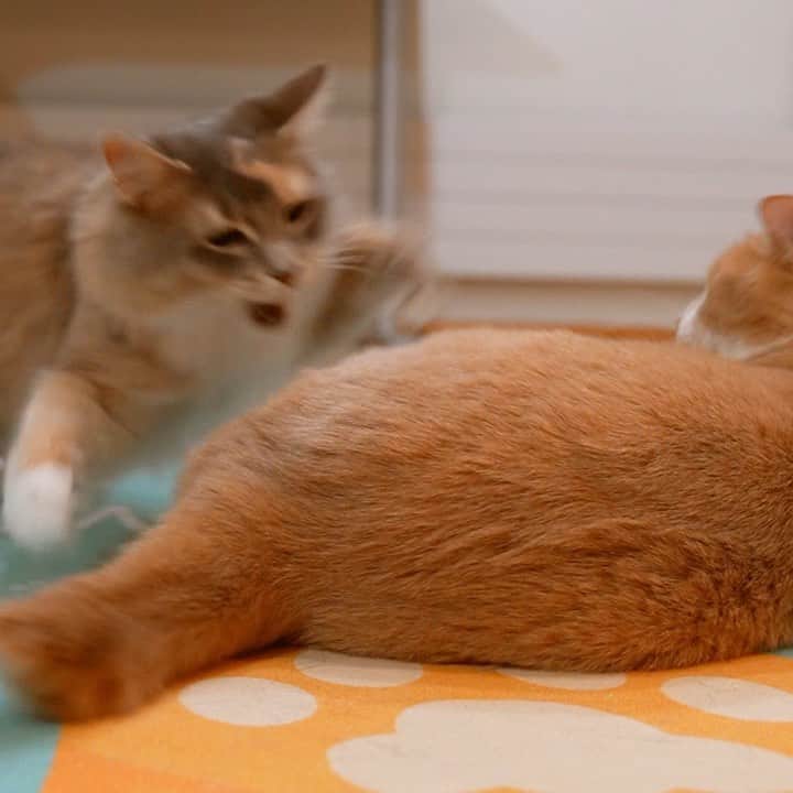 マアルのインスタグラム：「パールvsきなこ #猫好きさんと繋がりたい #北海道 #旭川市 #ペットホテル」