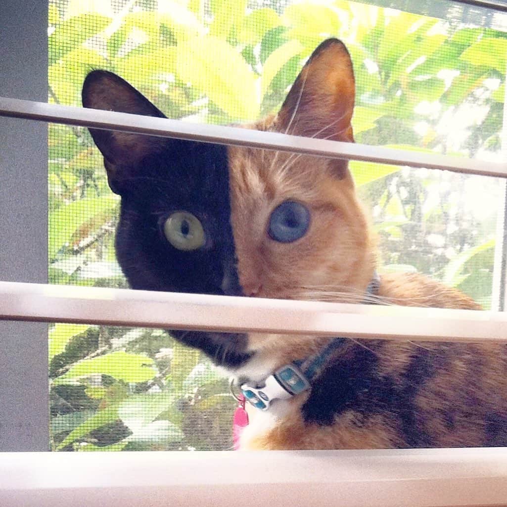 Venus Cat さんのインスタグラム写真 - (Venus Cat Instagram)「Going waaayyy back on this #tbt to around 2010/2011 when we lived in FL. We had lots of lizards, even iguanas there that I used to love to watch from the windows or sliding glass doors. In Michigan we don’t have lizards. Do you have lizards where you live? If you do what kind?🦎」5月16日 23時23分 - venustwofacecat