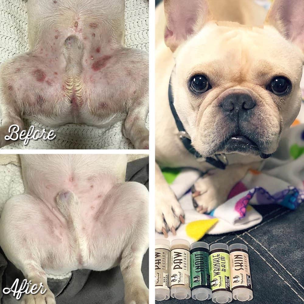 Regeneratti&Oliveira Kennelさんのインスタグラム写真 - (Regeneratti&Oliveira KennelInstagram)「SOOTHE and HEAL: Hot spots, allergy flare ups, yeast / bacterial infections, scratches, rashes, bug bits, surgical wounds, inflamed & irritated skin, itchy skin, interdigital cysts, canine acne, and more!! #SkinSoother is a healing balm made from all-natural healing herbs that are antifungal, antibacterial and dog-safe. Have it before you need it! . ⭐⭐⭐⭐ Save 20% off your entire order with code JMARCOZ at NaturalDog.com | @naturaldogcompany | worldwide shipping | ad 📷: @nyc.frenchie . . . . . . . #frenchie #frenchieoftheday #frenchbull #fransebulldog #frenchbulldog #frenchiepuppy #puppy #puppylove #bully #bullyinstafeature #bulldogfrances #フレンチブルドッグ #フレンチブルドッグ #フレブル #helthefrenchie #frenchyfanatics #frenchiesgram #frenchbulldogsofinstagram #frenchiesoverload #ilovemyfrenchie #batpig #buhi」5月16日 23時44分 - jmarcoz