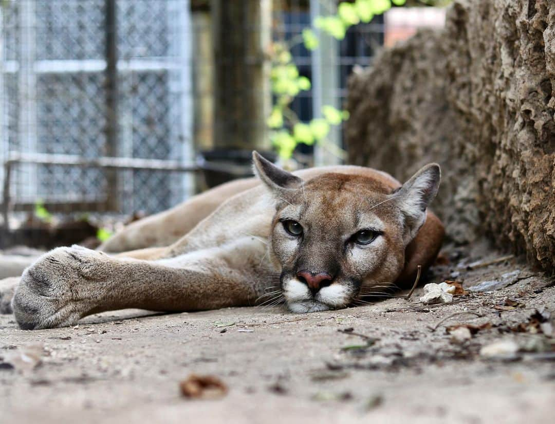 Zoological Wildlife Foundationのインスタグラム