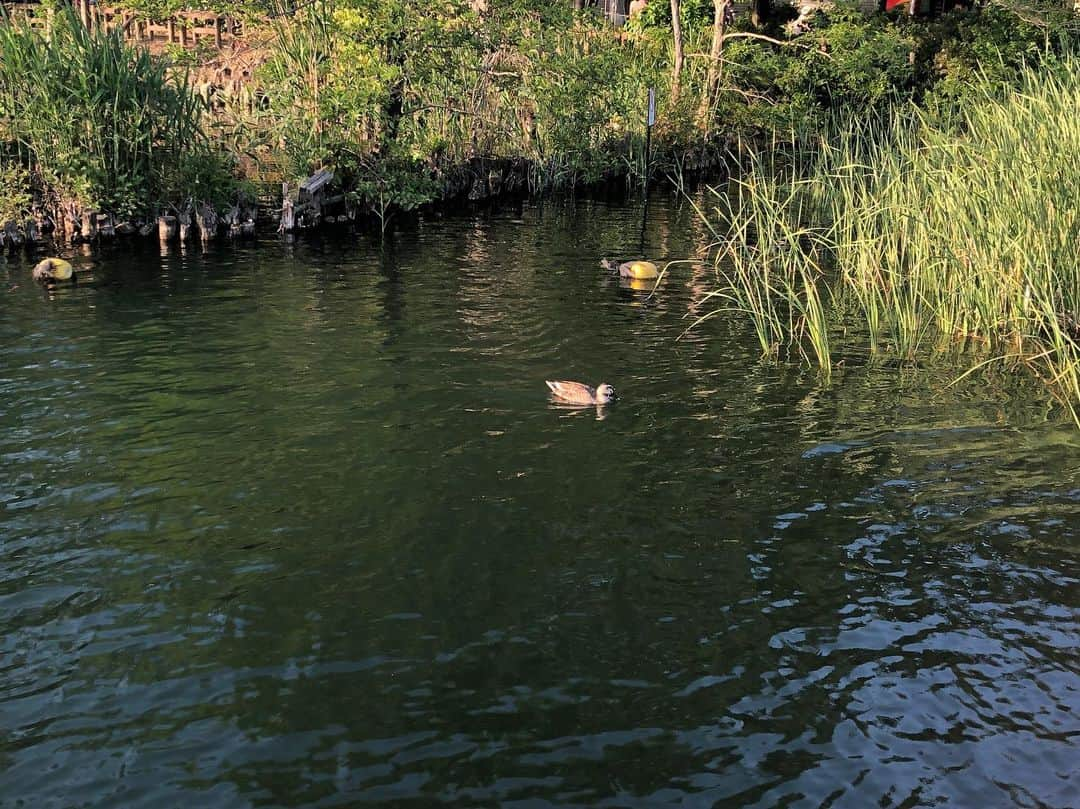 鈴村あいりさんのインスタグラム写真 - (鈴村あいりInstagram)「今日は公園に行って、新しいボディーソープを買って、最後にマッサージへ行ってきました。 マッサージをしてくれたお姉さんに「オネイサン、カタシンデルヨ！」と言われてしまいました… 無事、蘇生できたかな…👼 のんびり過ごせたいい一日でした⭕️」5月16日 23時56分 - airi_suzumura_nax