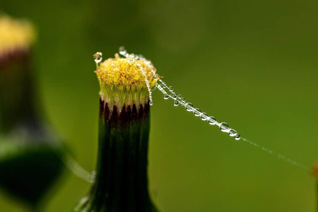 アンジー・ペインさんのインスタグラム写真 - (アンジー・ペインInstagram)「A few of the water droplets I’ve met along the way. • • • • • #macro #macrophotography」5月16日 23時53分 - angelajpayne