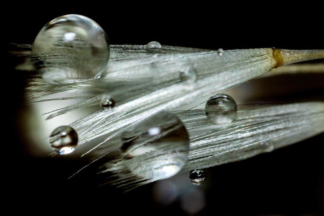 アンジー・ペインさんのインスタグラム写真 - (アンジー・ペインInstagram)「A few of the water droplets I’ve met along the way. • • • • • #macro #macrophotography」5月16日 23時53分 - angelajpayne