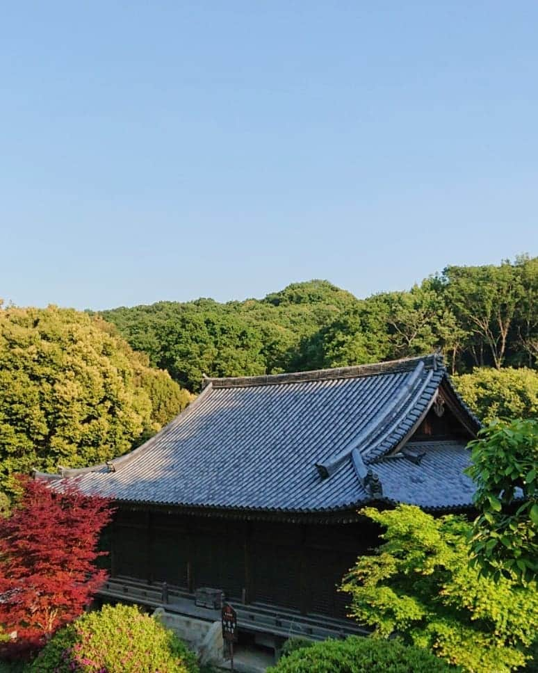 和田益典さんのインスタグラム写真 - (和田益典Instagram)「◆ 如意寺 「壱」 . (備忘録 兼 日記) . 2019/5/11  スマホ撮影 #わだます寺社巡り . . この日は神戸市西区櫨谷町 "谷口" にあるお寺へ。 . 御意(ｷﾞｮｲ)！ではなく . 如意(ﾆｮｲ)！ . . 如意 如意 如意 如意！ . . 嗚呼、また一つ欲球根性バンド版 call & responseのレパートリーが増えましたな。 . . で、この如意如意templeは、グリーンスタジアム神戸から程近い場所にあるんですが、 昨年の今頃この辺の塔巡りをした時にタイムアップで行けなかった場所なので、今回訪れてみることにした次第です。 . . まあまあ狭隘な道を進み、長閑な田園風景～少し山間に入ったとこで山門(仁王門)と相対する。 . とりあえず門は後程ということで… 更に進むと、僅かな駐車スペースと味のあるお堂が見えてくる。 . 懸造りの付いてる此のお堂は「文殊堂」といい、国指定重要文化財。 【１～６枚目】 . 進むと文殊堂の軒先から三重塔が出現。 . 雲一つ無い超快晴の西摂。 . 訪問した時間が夕刻だったので、三重塔は西陽を受けて絶好の撮影環境でした。(塔は別で載せます) . 逆に対面にある阿弥陀堂はスーパー逆光で、撮るのバリムズ！ 苦笑 【７～８枚目】 . 阿弥陀堂も国指定重要文化財です。 . . 本堂は老朽化で傾いたので戦後に撤去されたようで、土台と礎石が残るのみ。 . ストーリーにも上げましたが、文殊堂を石燈籠の火袋越しに撮ったり、翫玉院の山門をフレームにして塔を狙ったりして、撮り寺を存分に楽しみましたよ。 . 人が居ないので自由に撮れたのが良かった。 . かれこれ一時間は居ったかな。 . . 最後に仁王門。 【９～10枚目】 . ここの仁王さんは、塑像(まあ云うところの粘土)なのですが、剥離が激しく、本気で怖い顔だったので、撮ったけど載せません！苦笑 . . 着いた時点で既に夕刻だったので、今回はこのお寺のみで終了。 . 塔の写真は、また後日に別で載せようと思います。 . 元々この日は団に呼ばれてたので、試合後の皆と合流することに。 . . . #如意寺 #重文 #文殊堂 #阿弥陀堂 #仁王門 #門 #翫玉院 #お寺 #寺 #寺院 #仏閣 #重要文化財 #神戸 #新緑 #temple #西区 #櫨谷町 #谷口 #スマホ #建築物 #木造 #wood #green #gate #view #photo #smartphone #kobe #japan . . . 最近 "撮り寺" が再燃してきてるけど、此の手のインスタ上げる度にフォロワー微妙に減ってる気がするね。苦笑 . まぁ関係あらへんけど。笑 . 逆にバンドの動画上げたら微増する。笑 . うむ、ニーズは十分承知だが、あくまで個人で楽しむメインの公開写真集に位置付けてるので、あしからず～(>_<) .」5月17日 0時10分 - masunori_wada