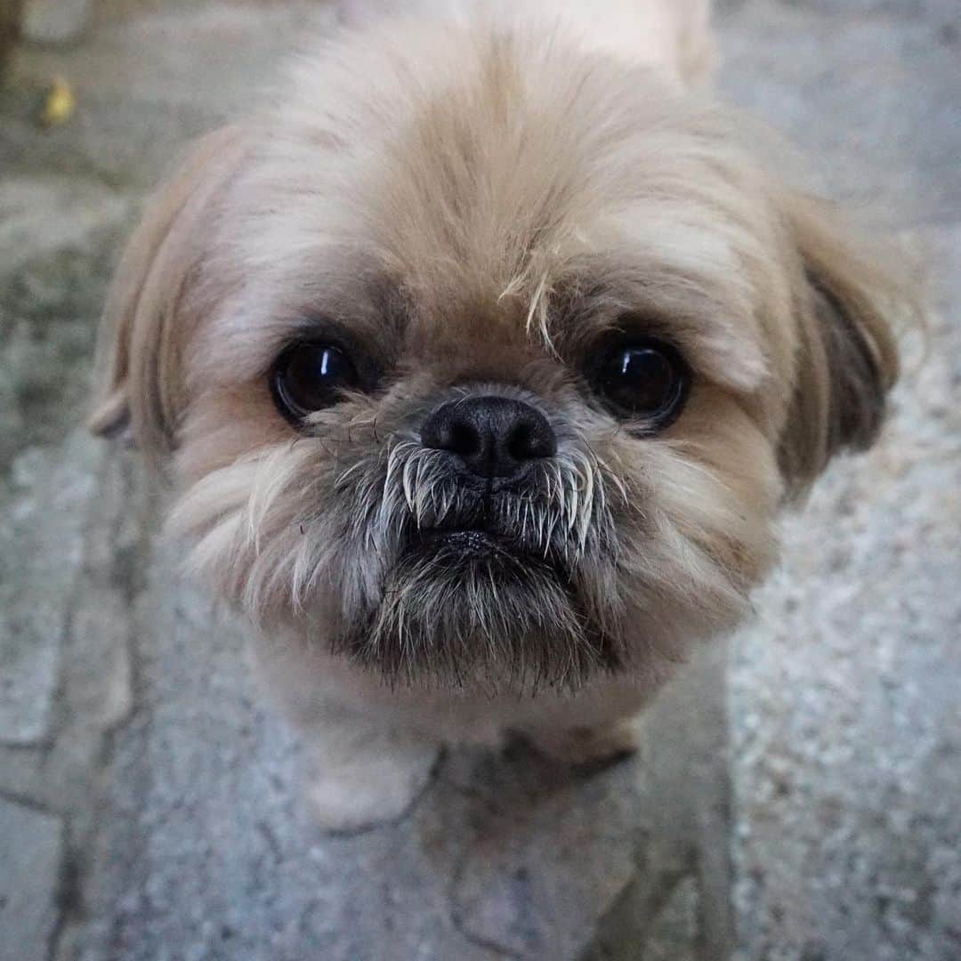 Dougie the Shih Tzuさんのインスタグラム写真 - (Dougie the Shih TzuInstagram)「Hair out of place.」5月17日 0時20分 - dailydougie