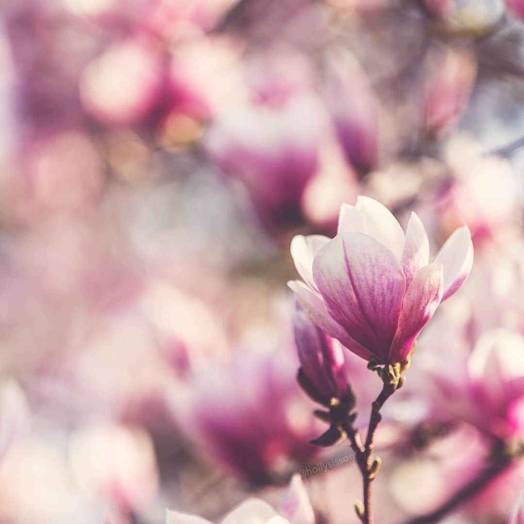 Holly Sissonのインスタグラム：「Everyone comes for the cherry blossoms, but I’m partial to the beautiful magnolia blossoms.  #toronto #spring ~ Canon 1D X MkII + 70–200 f2.8L IS MkII @ f2.8 200mm (See my bio for full camera equipment information plus info on how I process my images. 😊)」