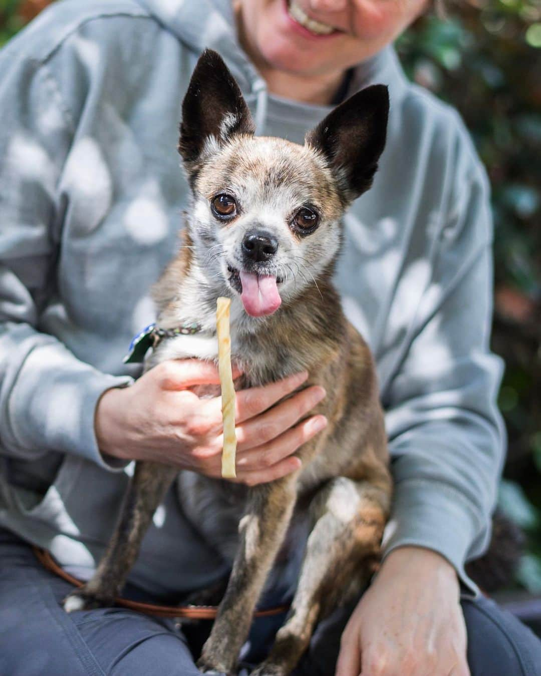 The Dogistさんのインスタグラム写真 - (The DogistInstagram)「NATIONAL SWEEPSTAKES WINNER: Petunia & Poppy, Chihuahua mixes (5 y/o), Cedar Rose Park, Berkeley, CA • “Petunia destroyed my partner’s glasses. She took them right off the coffee table and chewed the ends off. Poppy had four puppies right before we got her. She’s the perfect dog.” Rescues from @ilovefamilydog & @milodogsandcats」5月17日 11時15分 - thedogist