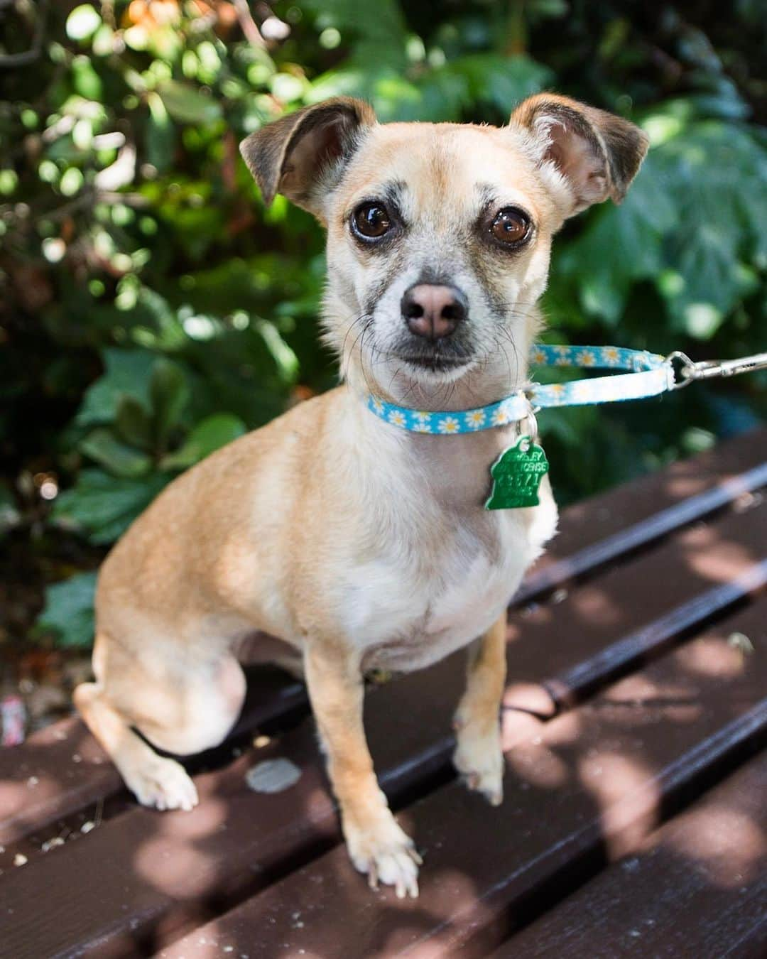 The Dogistさんのインスタグラム写真 - (The DogistInstagram)「NATIONAL SWEEPSTAKES WINNER: Petunia & Poppy, Chihuahua mixes (5 y/o), Cedar Rose Park, Berkeley, CA • “Petunia destroyed my partner’s glasses. She took them right off the coffee table and chewed the ends off. Poppy had four puppies right before we got her. She’s the perfect dog.” Rescues from @ilovefamilydog & @milodogsandcats」5月17日 11時15分 - thedogist