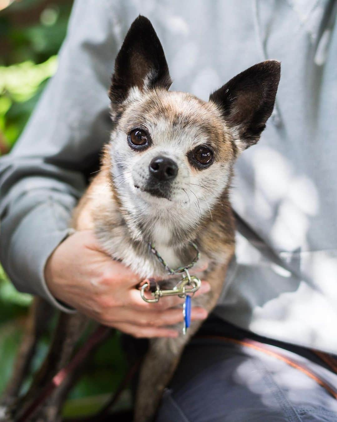 The Dogistさんのインスタグラム写真 - (The DogistInstagram)「NATIONAL SWEEPSTAKES WINNER: Petunia & Poppy, Chihuahua mixes (5 y/o), Cedar Rose Park, Berkeley, CA • “Petunia destroyed my partner’s glasses. She took them right off the coffee table and chewed the ends off. Poppy had four puppies right before we got her. She’s the perfect dog.” Rescues from @ilovefamilydog & @milodogsandcats」5月17日 11時15分 - thedogist