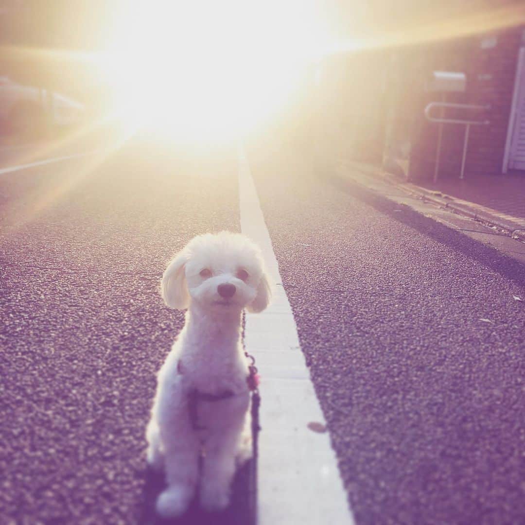中野敬久さんのインスタグラム写真 - (中野敬久Instagram)「#akane #dawn #sun #あかね #茜色の夕日 #夕日 #いぬすたぐらむ #dog #dogstagram」5月17日 10時44分 - hirohisanakano