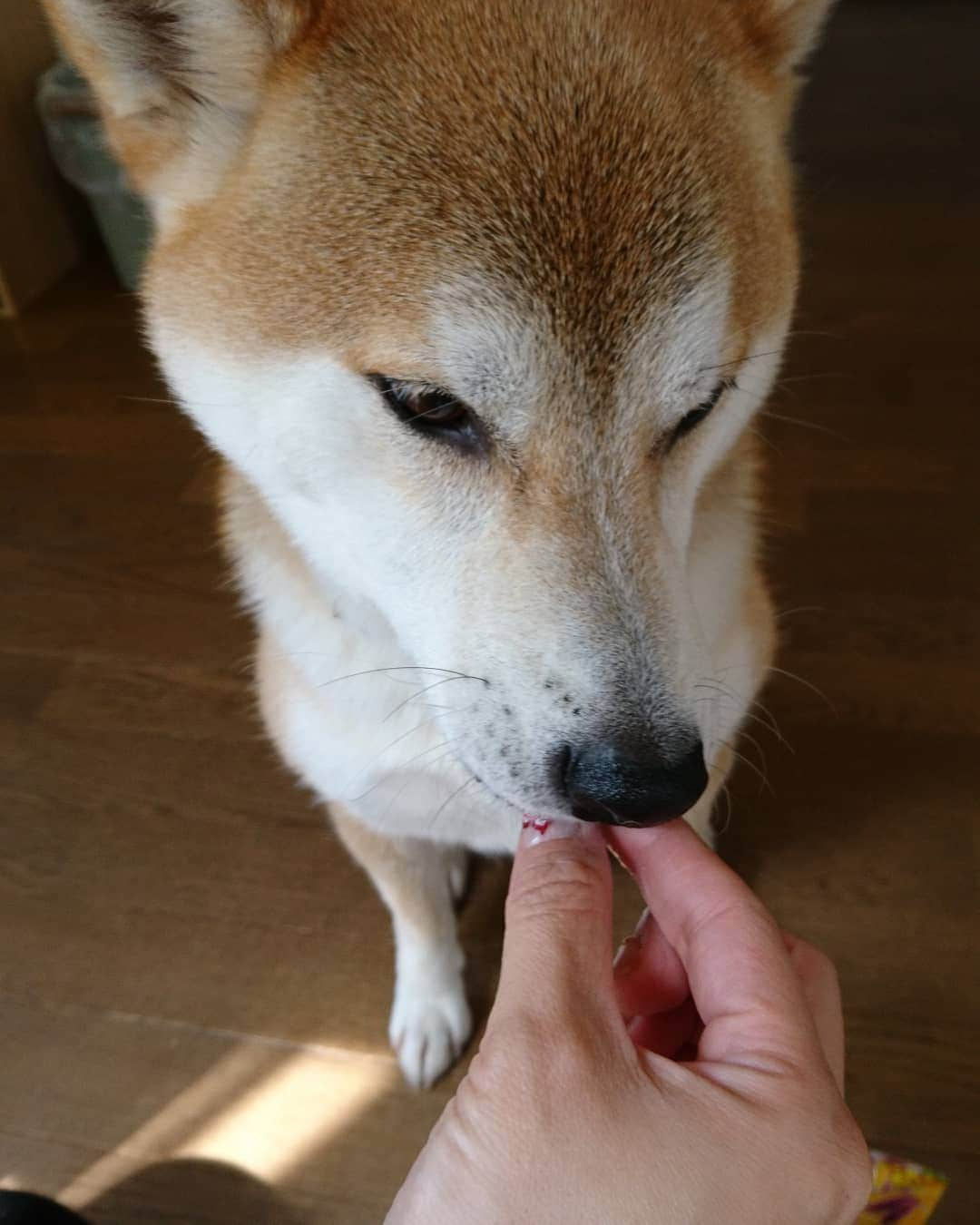 柴犬⭐️サスケさんのインスタグラム写真 - (柴犬⭐️サスケInstagram)「こんにちわん #柴北会 #柴犬#赤柴#犬ら部 #ふわもこ部 #わんだフォ #朝ん歩 #沖縄土産#ありがとう#美味しそうに食べてた#紫芋#紅芋タルト#クッキー#pecoいぬ部 #shibagram #shibasnap #🐶 #🐶📷」5月17日 11時10分 - shiba20150405