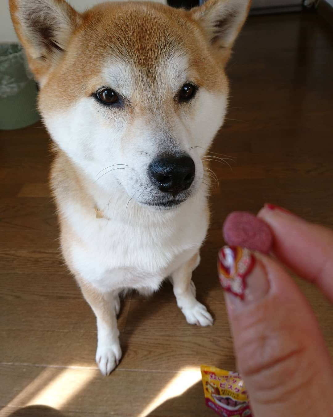 柴犬⭐️サスケさんのインスタグラム写真 - (柴犬⭐️サスケInstagram)「こんにちわん #柴北会 #柴犬#赤柴#犬ら部 #ふわもこ部 #わんだフォ #朝ん歩 #沖縄土産#ありがとう#美味しそうに食べてた#紫芋#紅芋タルト#クッキー#pecoいぬ部 #shibagram #shibasnap #🐶 #🐶📷」5月17日 11時10分 - shiba20150405