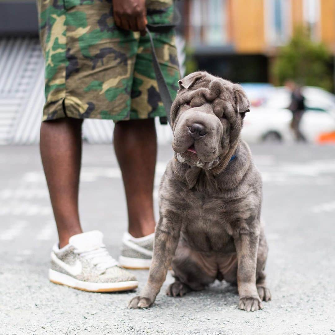 The Dogistさんのインスタグラム写真 - (The DogistInstagram)「Penny, Shar Pei (9 m/o), Hayes & Octavia St., San Francisco, CA • “She plays with other dogs at 40mph.”」5月17日 2時39分 - thedogist
