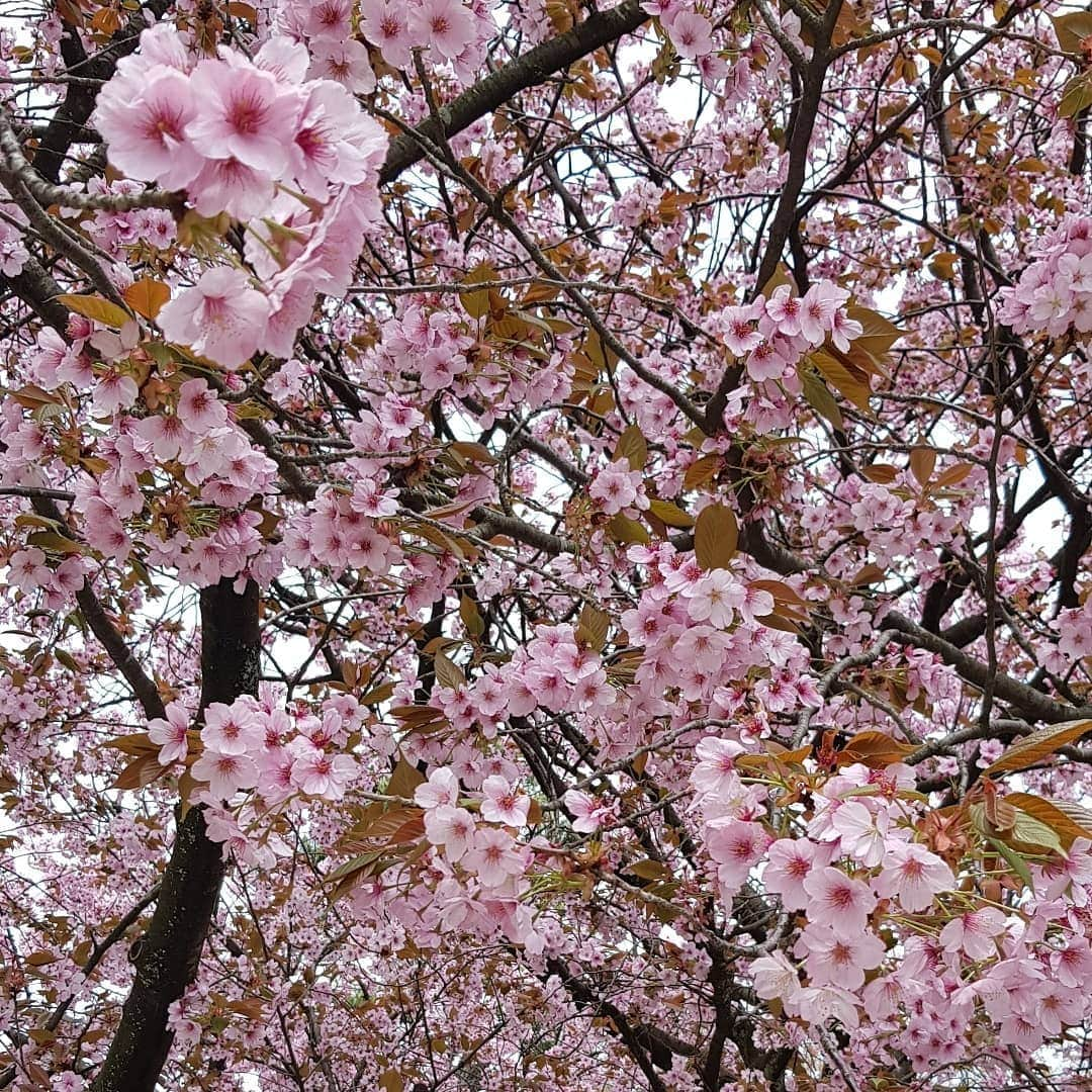 シャルレーヌ・ギニャールさんのインスタグラム写真 - (シャルレーヌ・ギニャールInstagram)「Kanazawa 🏯🌸 #japan #🇯🇵 #vacation #kanazawa #kenrokuengarden #kanazawacastle #sakura #holidays #beautiful #happy」5月17日 3時01分 - charleneguignard