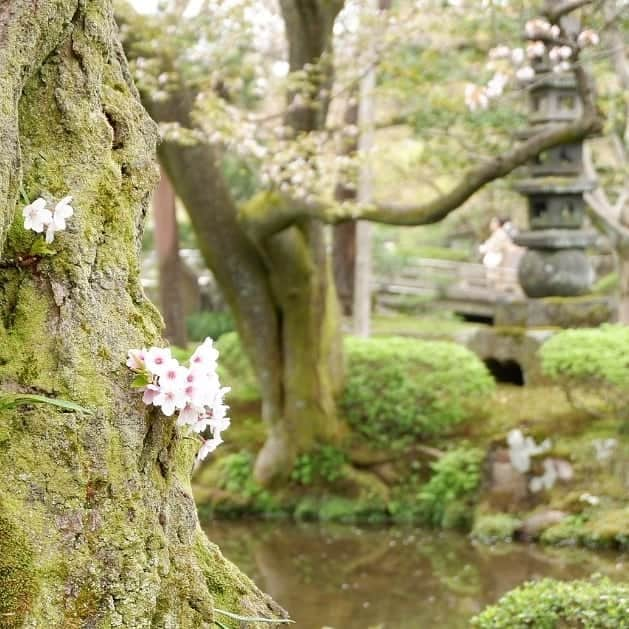 シャルレーヌ・ギニャールさんのインスタグラム写真 - (シャルレーヌ・ギニャールInstagram)「Kanazawa 🏯🌸 #japan #🇯🇵 #vacation #kanazawa #kenrokuengarden #kanazawacastle #sakura #holidays #beautiful #happy」5月17日 3時01分 - charleneguignard