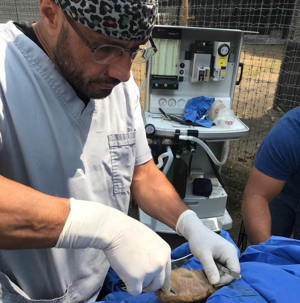 Black Jaguar-White Tiger さんのインスタグラム写真 - (Black Jaguar-White Tiger Instagram)「@drmariomacias operated King Ali today from his ear. We were not happy with how the wound was reacting to the medicine so we put Ali under anesthesia. It wasn’t an abscess as you can see, it was removed completely and we’ll do some tests to see what it is. Ali is awake now :) #ThinkBlue #KingAliBJWT #SaveLions #ThinkBlue」5月17日 3時04分 - blackjaguarwhitetiger