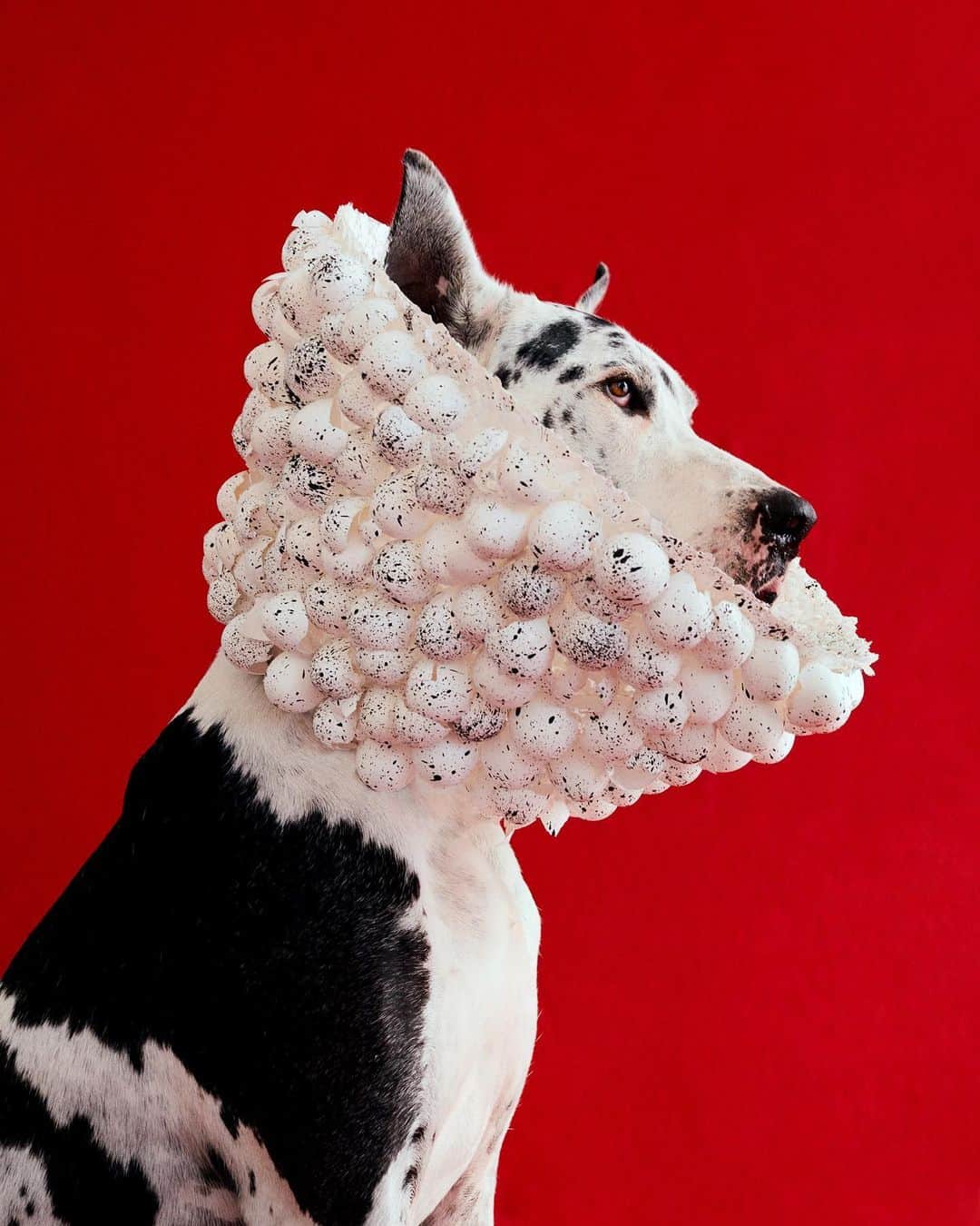 Instagramさんのインスタグラム写真 - (InstagramInstagram)「For most dogs, having to wear a medical collar is not typically a good look. This ongoing “Cone of Shame” (#coneofshame) photo project set out to change that. “I wanted to take that sad moment and twist it into something beautiful and majestic — to take the shame out of the cone,” says Winnie Au (@winniewow), who photographed various dogs wearing custom sculptural cones created by costume designer Marie-Yan Morvan (@marieyan). “These dogs have not recently had surgeries,” Winnie adds. “They were all dogs photographed in good health who were comfortable wearing a cone.” Winnie is currently selling prints of the project and donating a portion of the proceeds to Animal Haven’s Recovery Road Fund (@animalhaven) for rescue dogs in need of urgent help, “so that all the dogs of the world can get the medical care they need and wear their cones proudly,” Winnie says. Check out more pups who proudly turned their cones of shame into a fashion statement, today on our story. Photo by @winniewow」5月17日 3時18分 - instagram